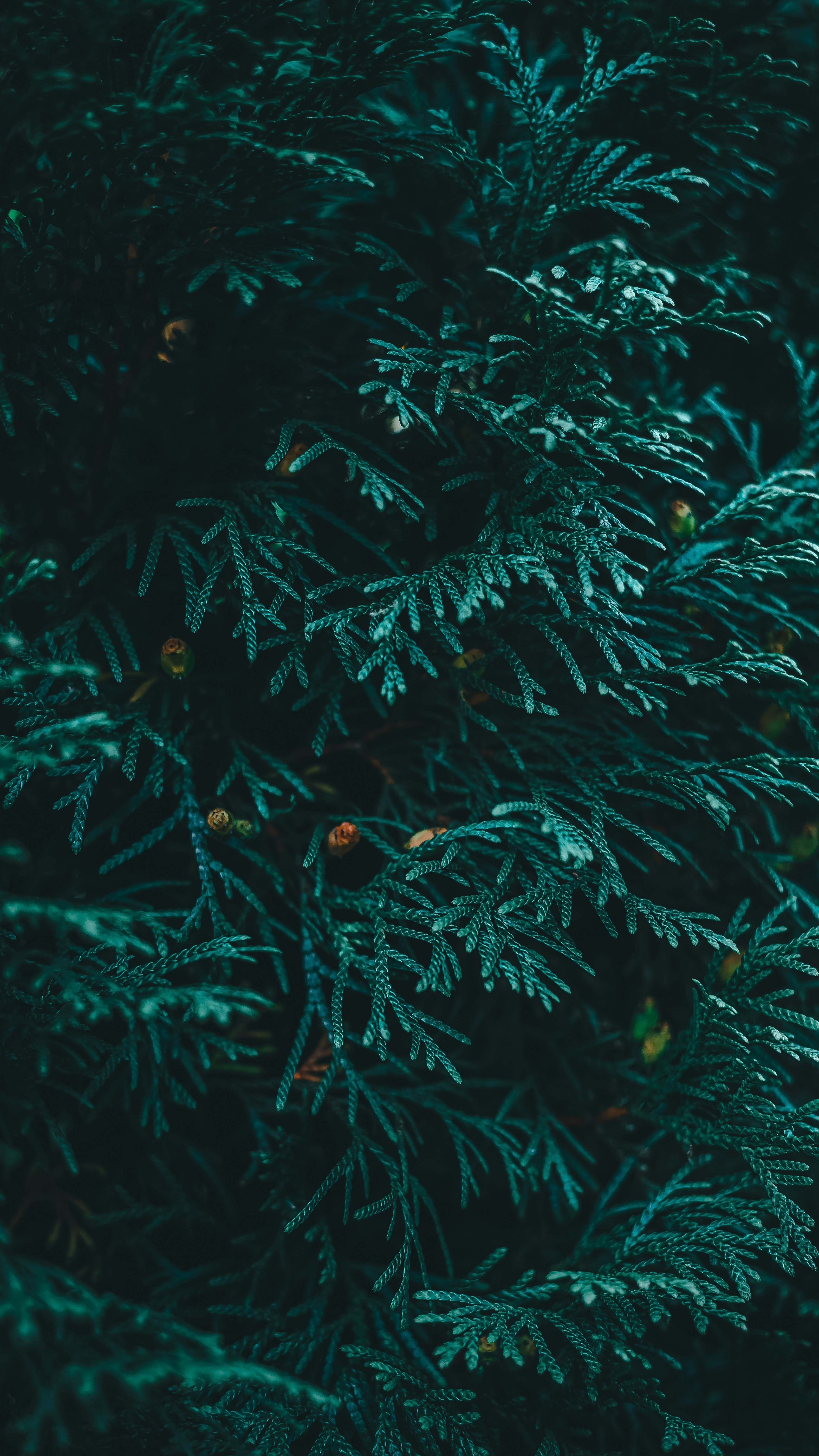 Wallpapers