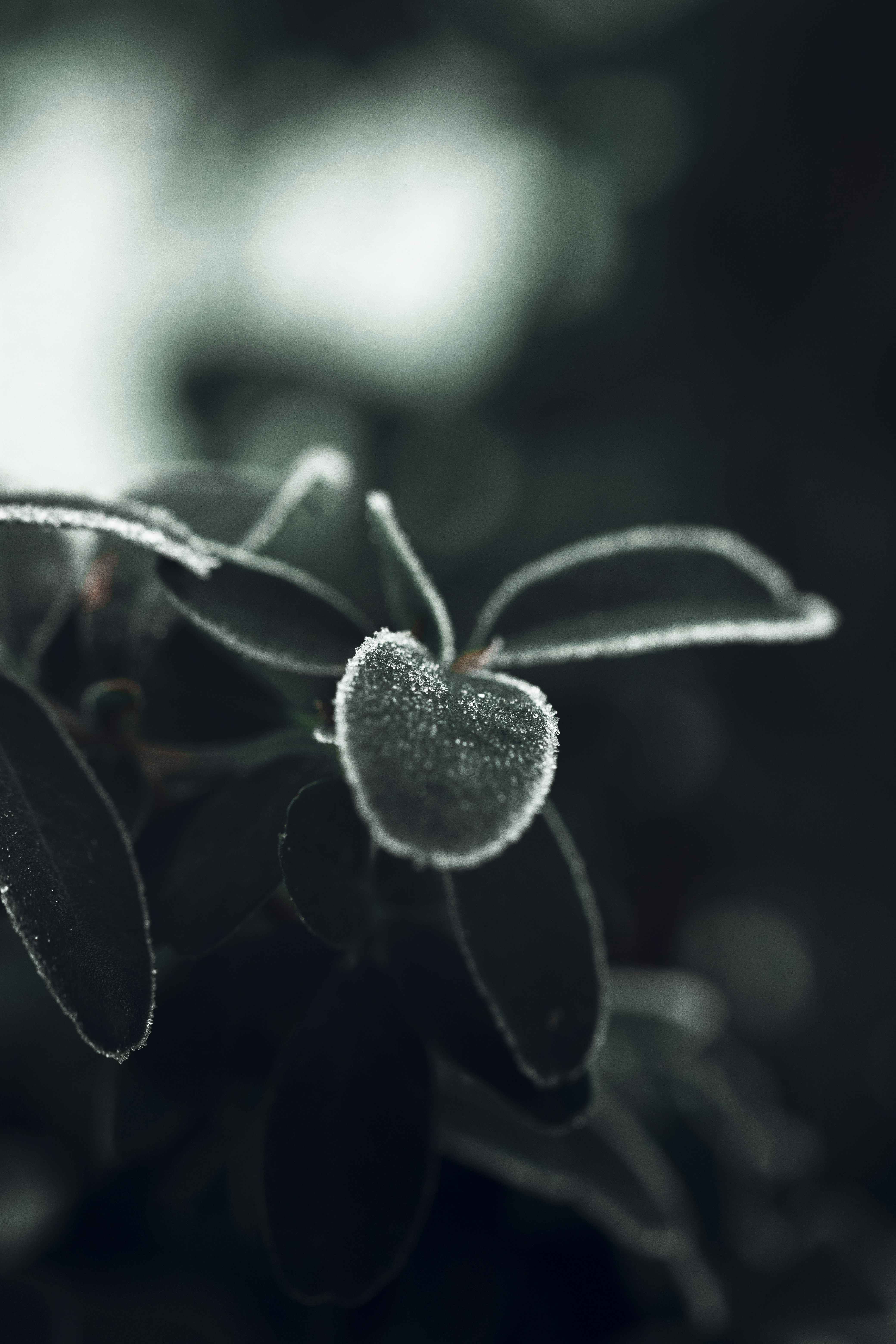 Frosted Plant Leaves Close-up