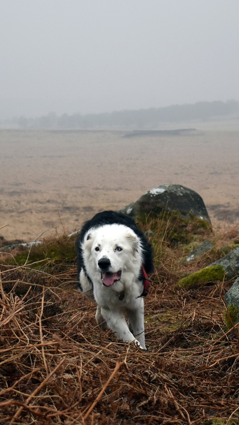 Black and White Dog on Misty Moor