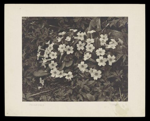 Vintage Photo of Primroses