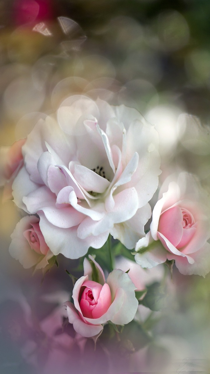 Wallpapers