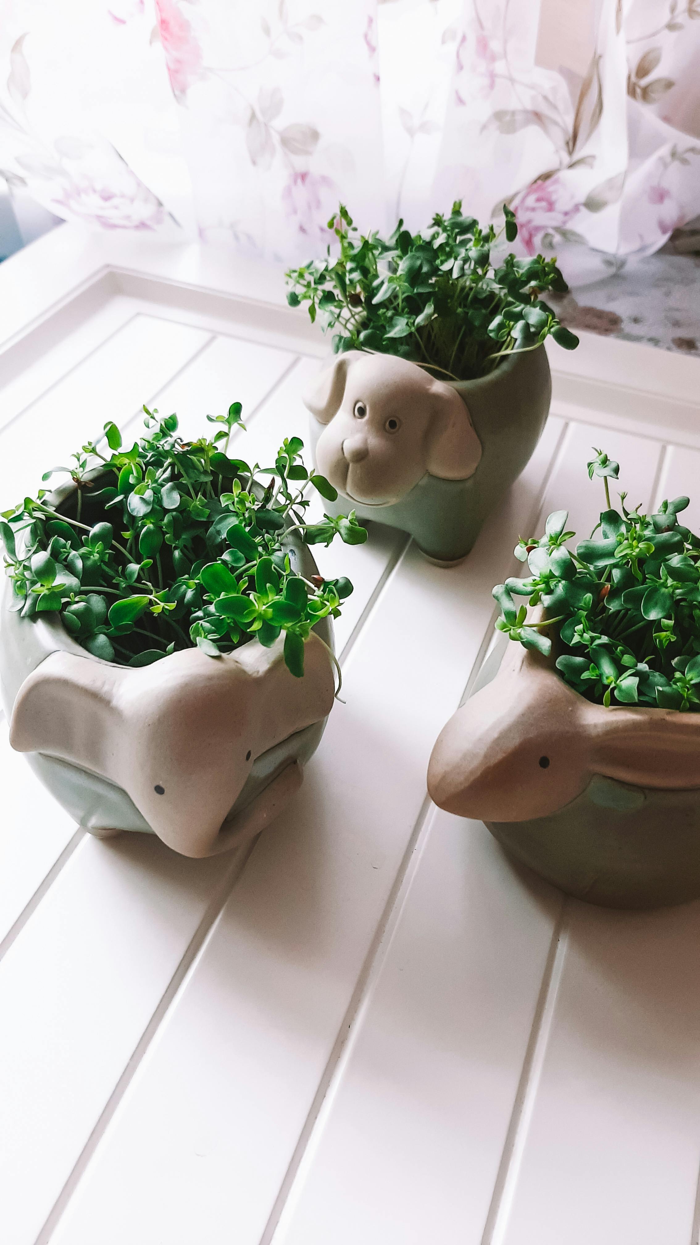 Home Decoration