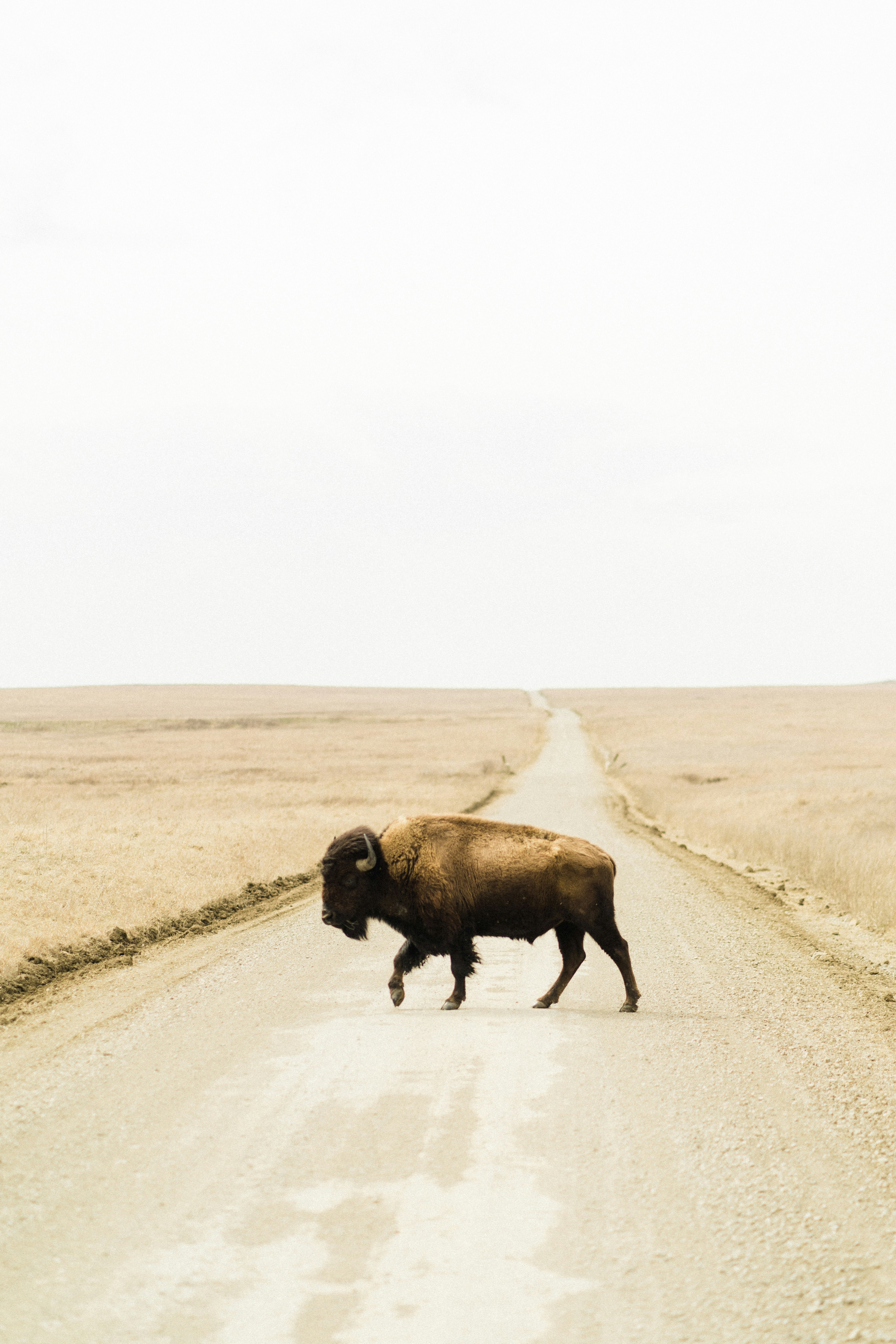 American Bison Crossing Prairie Road