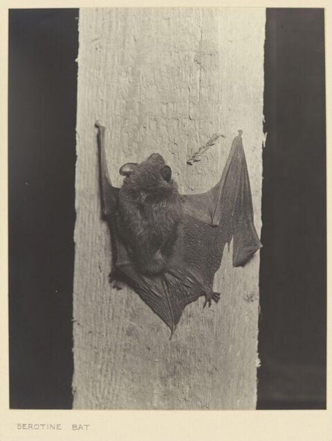 Serotine Bat on Tree Trunk