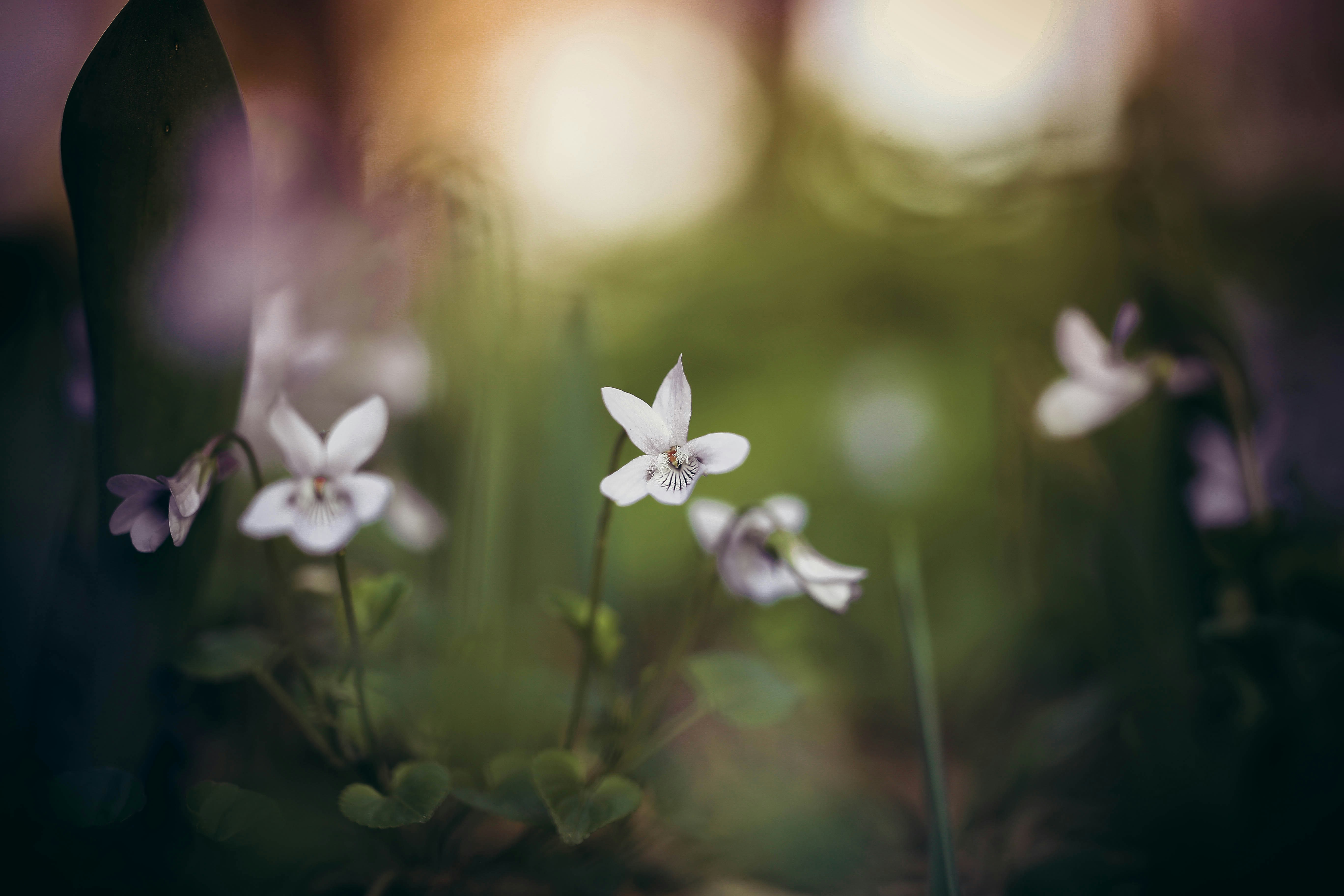 Wild Violets in Backlight