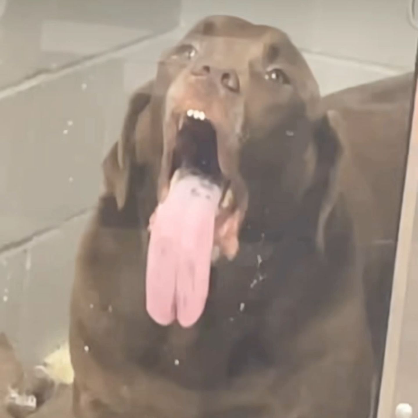 Chocolate Labrador With Split Tongue