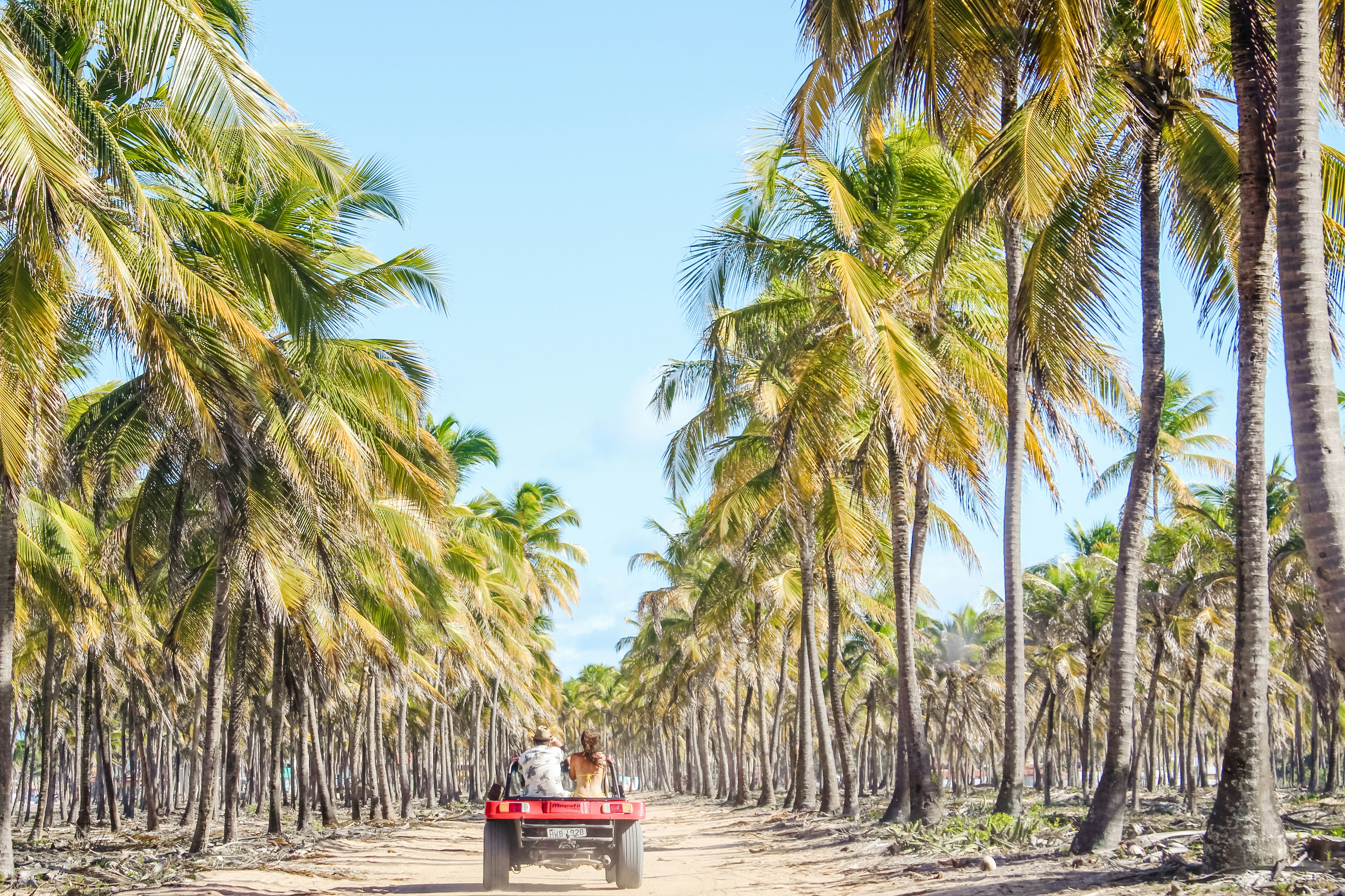 Red Buggy Through Palm Grove
