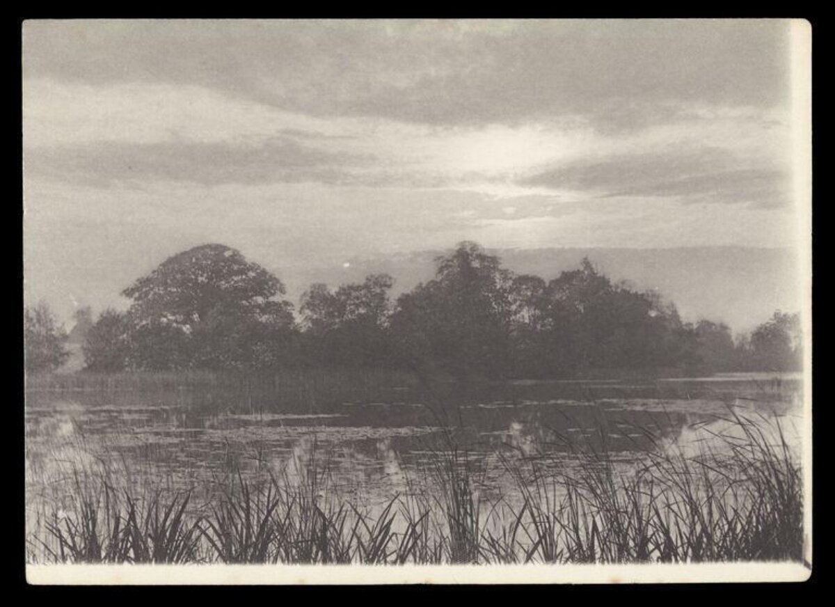 Vintage Lakeside Wetland Landscape