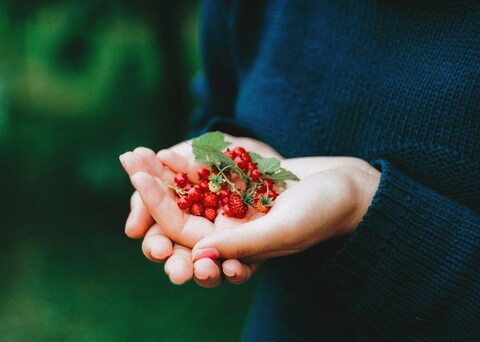 Cupped Hands Holding Wild Red Berries