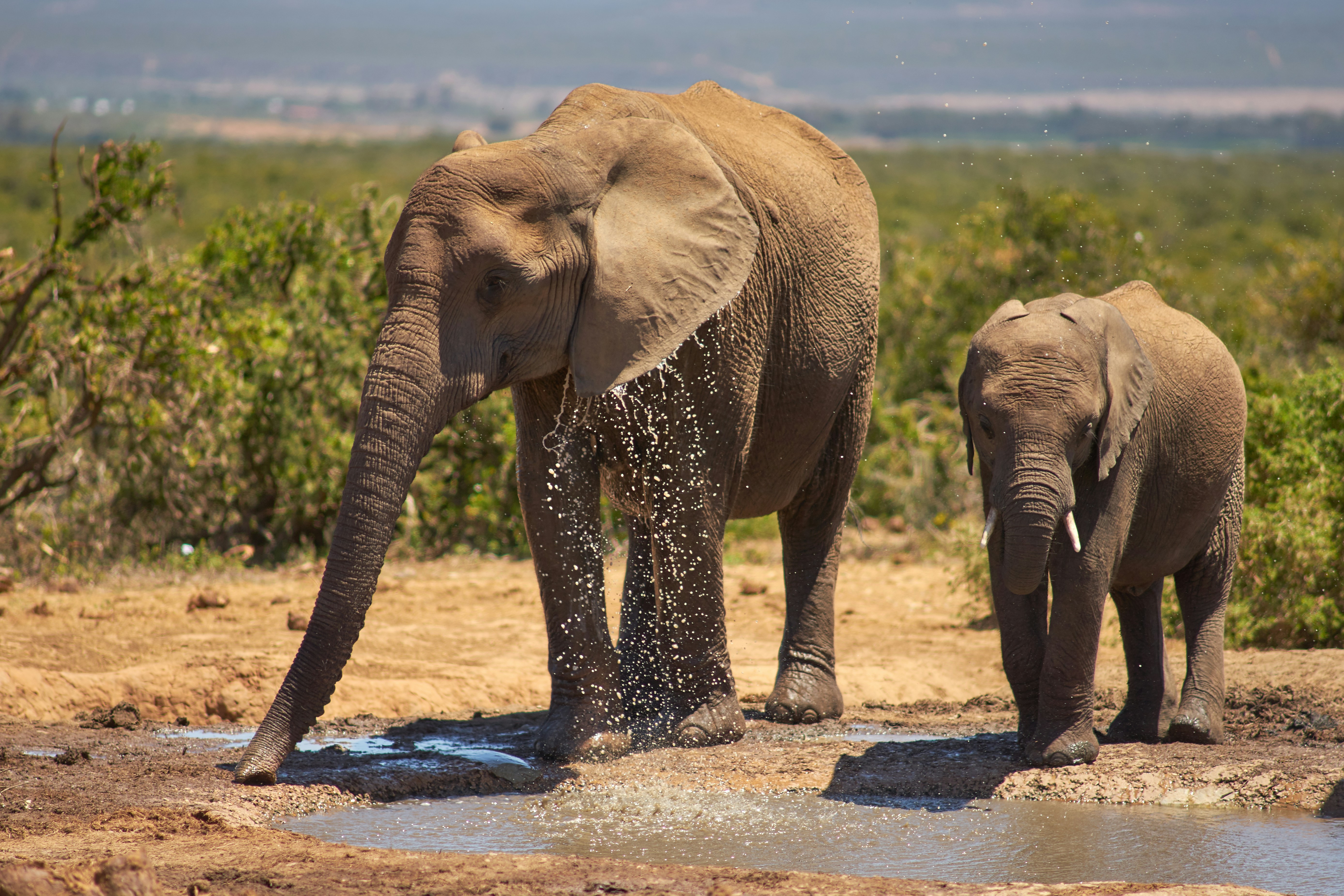 Two Elephants at Wild Waterhole