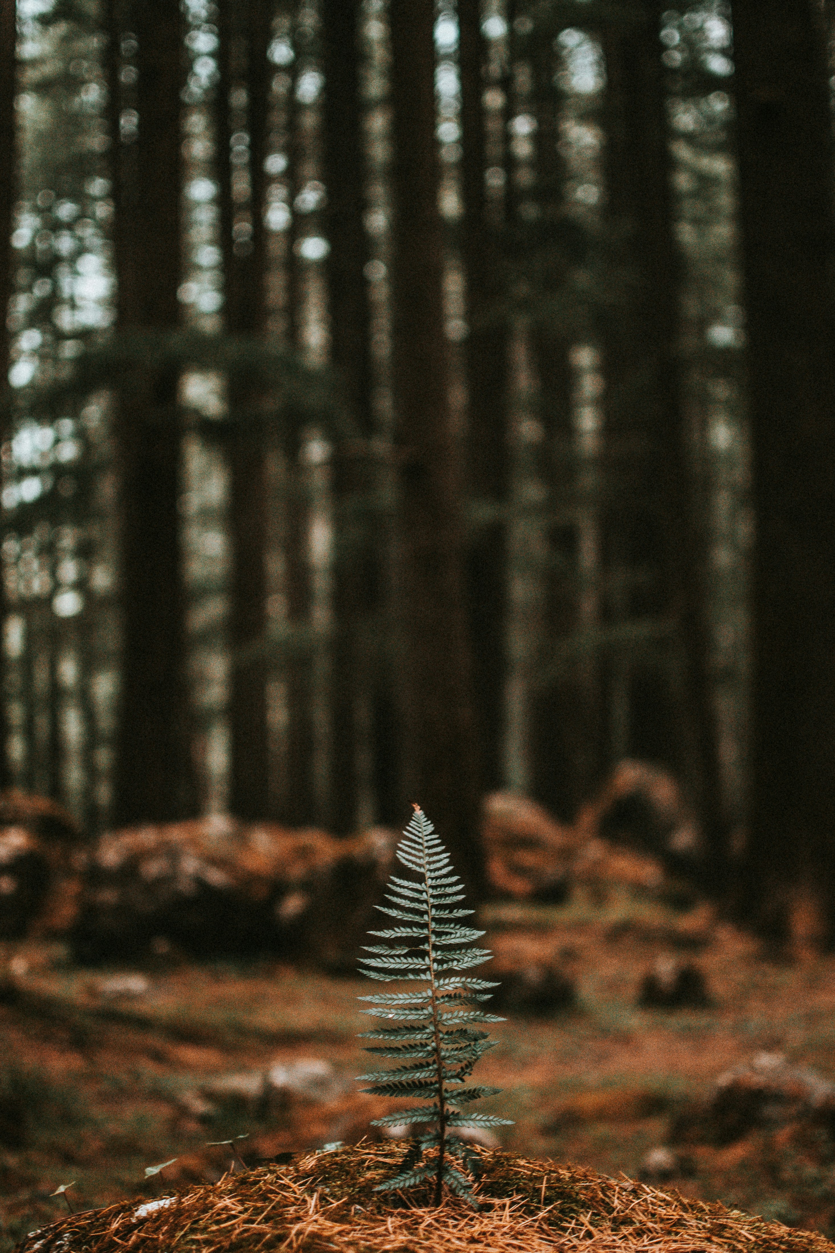 Single Fern in Dense Forest