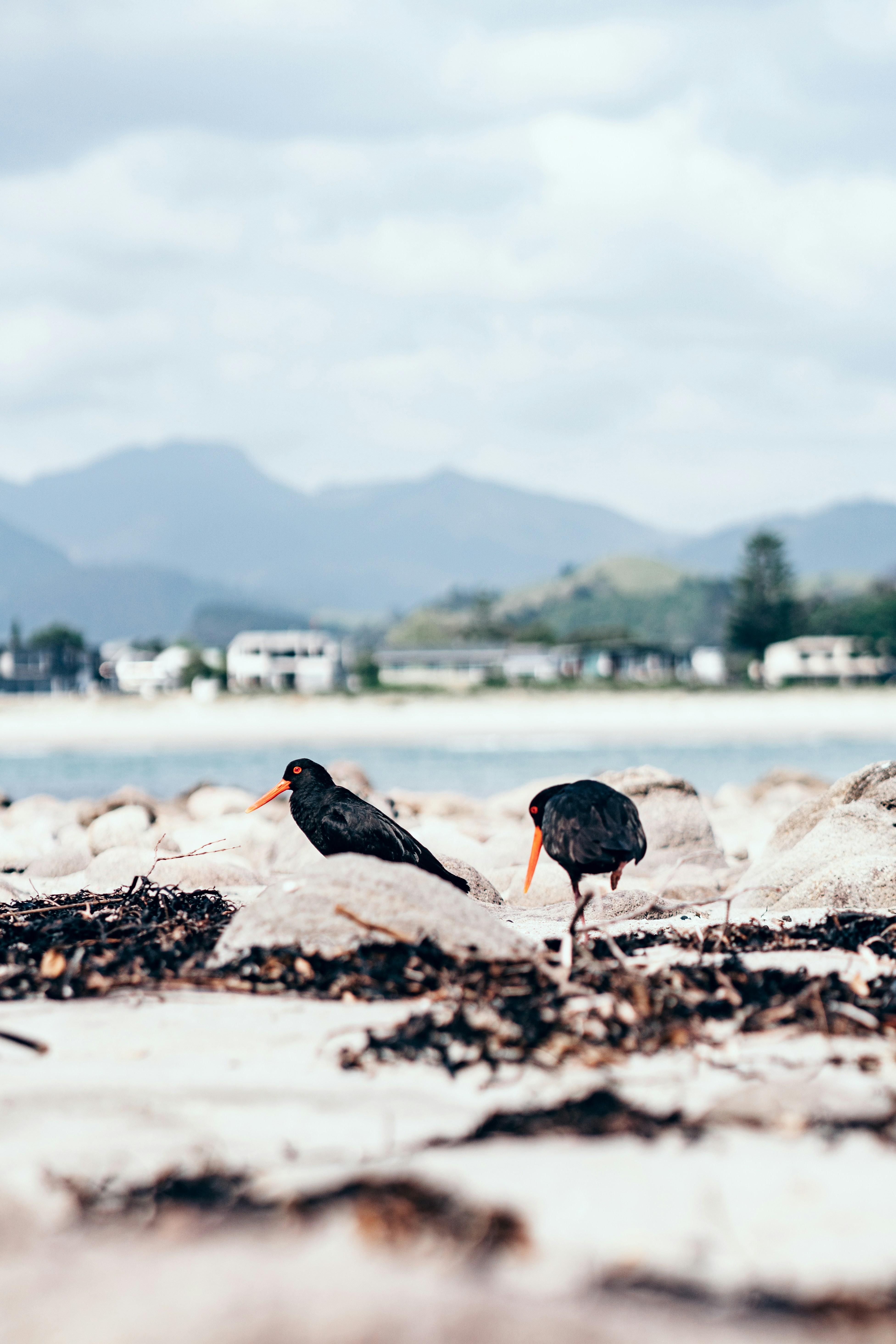 Two Oystercatchers on Rocky Shore