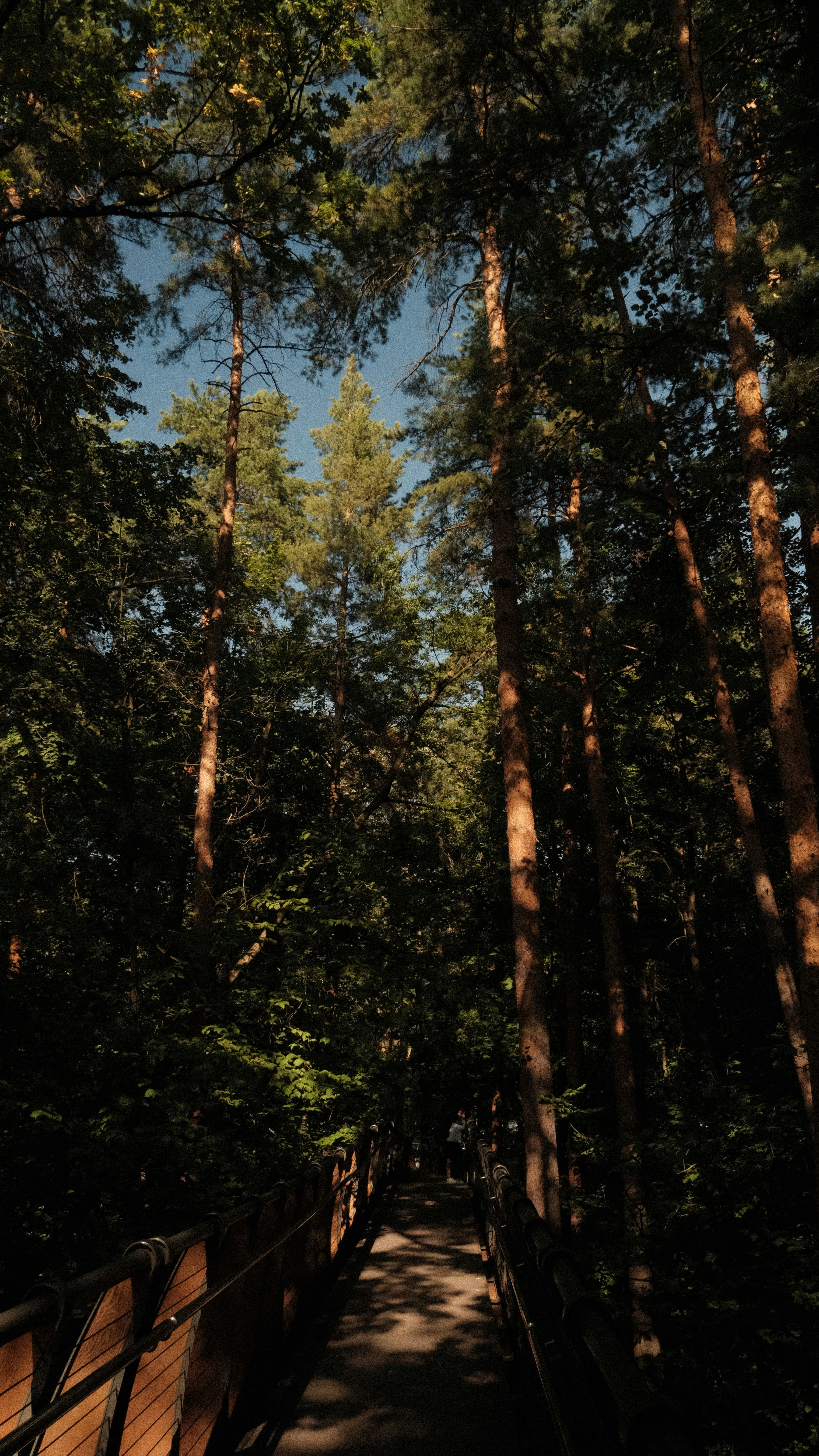 Tall Forest Elevated Walkway