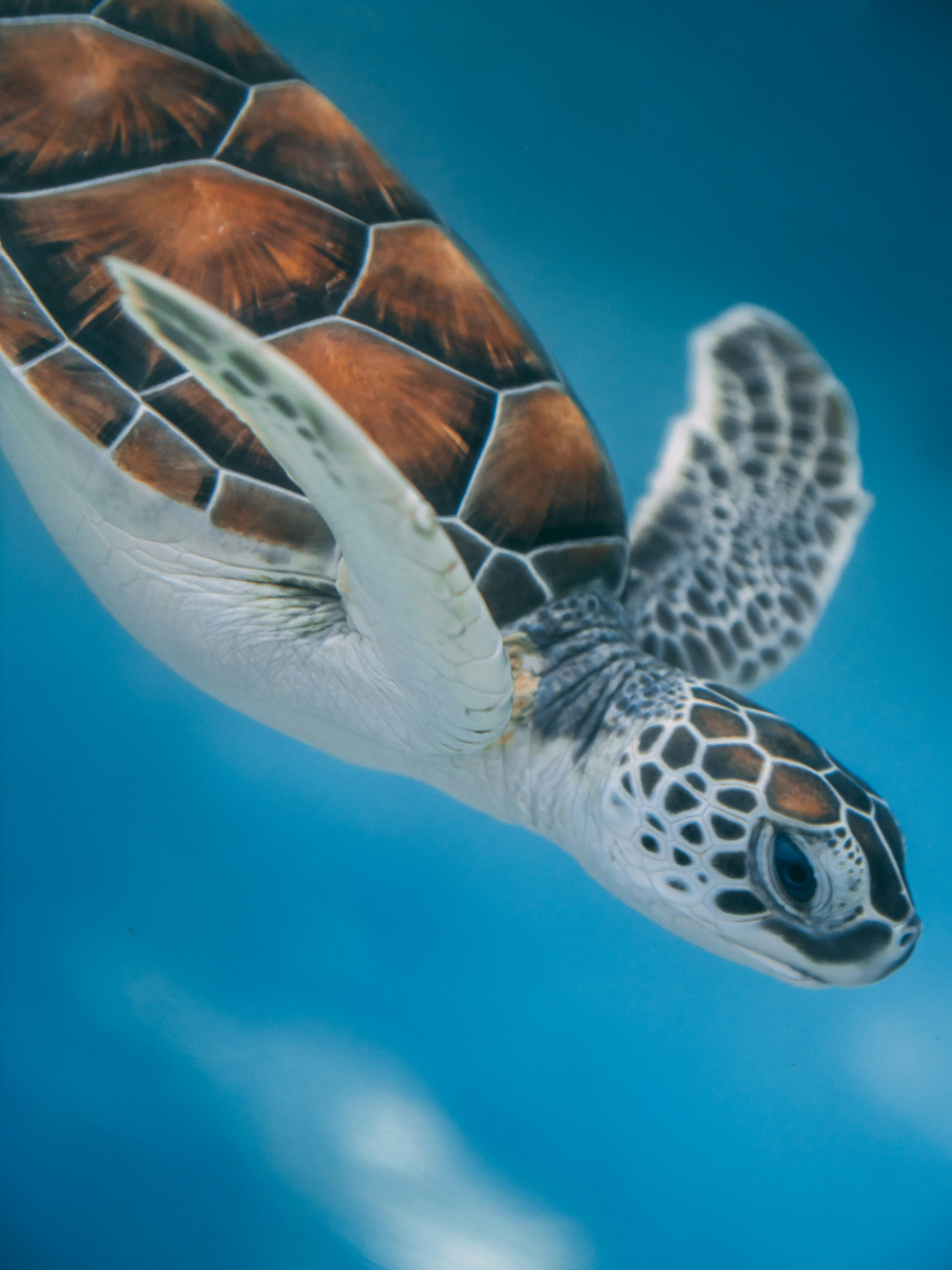 Juvenile Green Sea Turtle Underwater