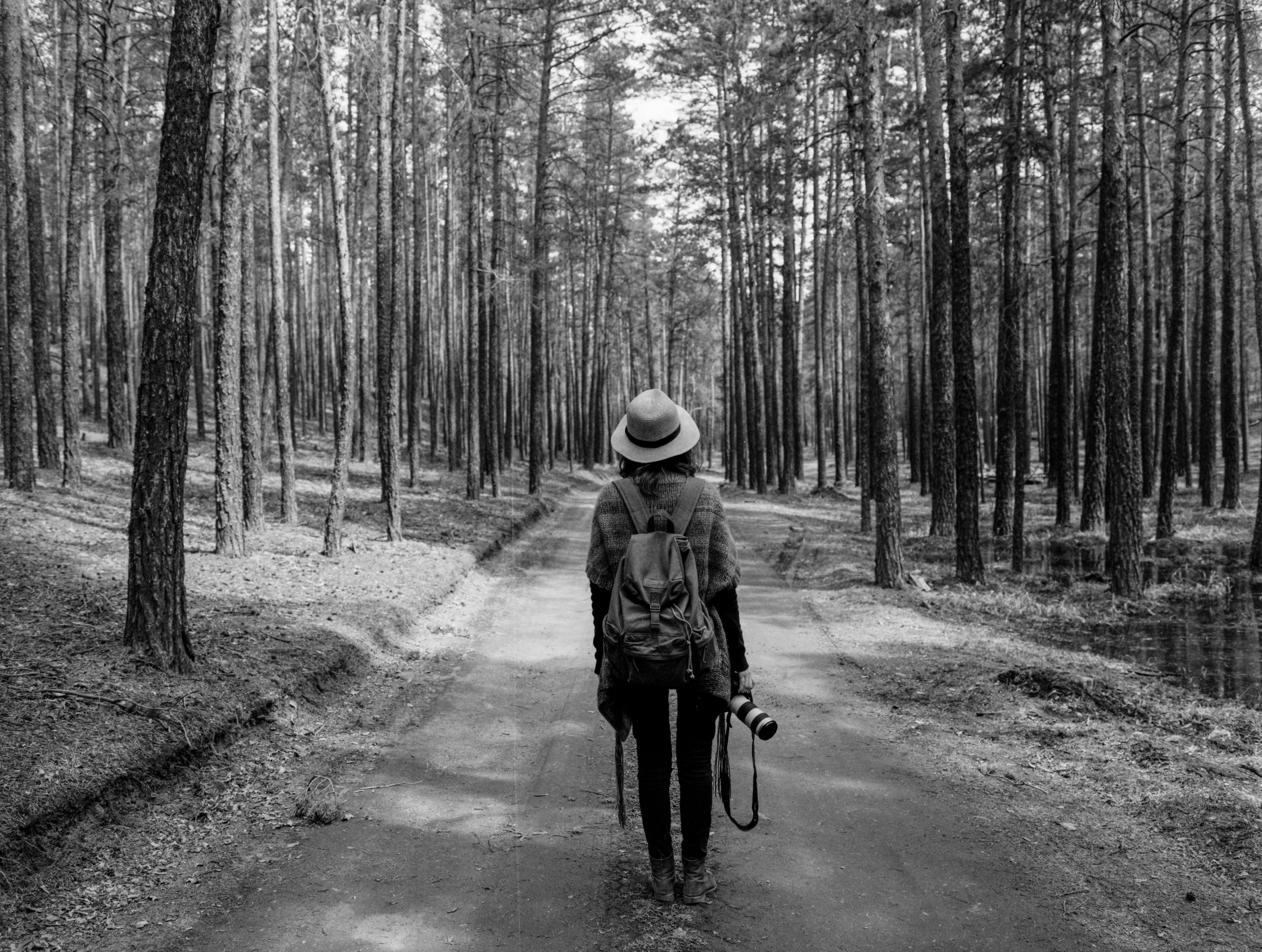 Photographer Walking Through Pine Forest