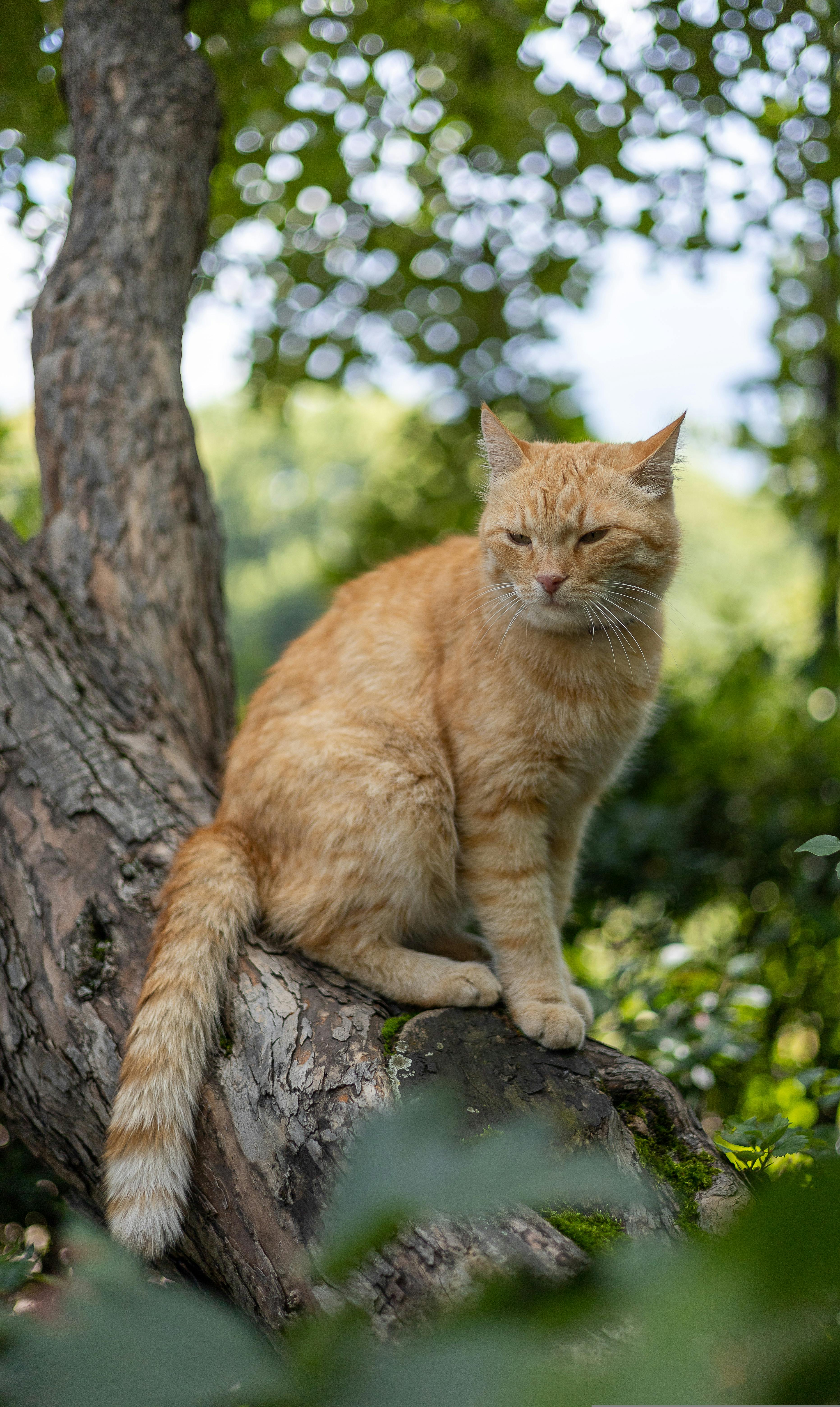 Orange Tabby Cat Sitting on Tree Trunk