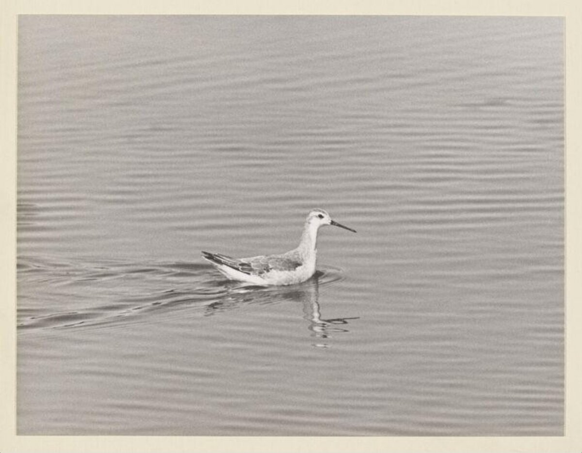 Wading Bird Swimming on Water