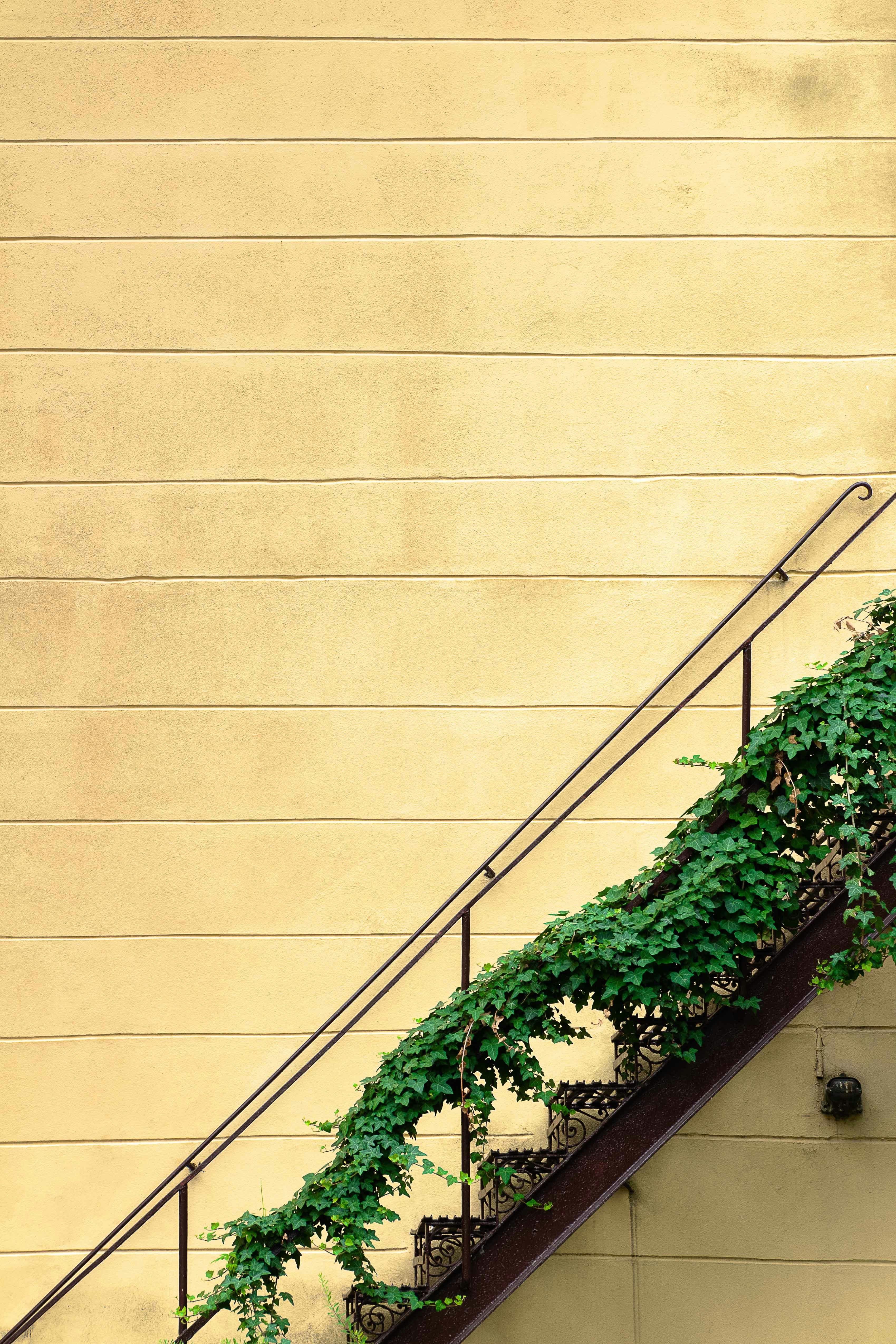 Ivy Covered Staircase on Yellow Wall