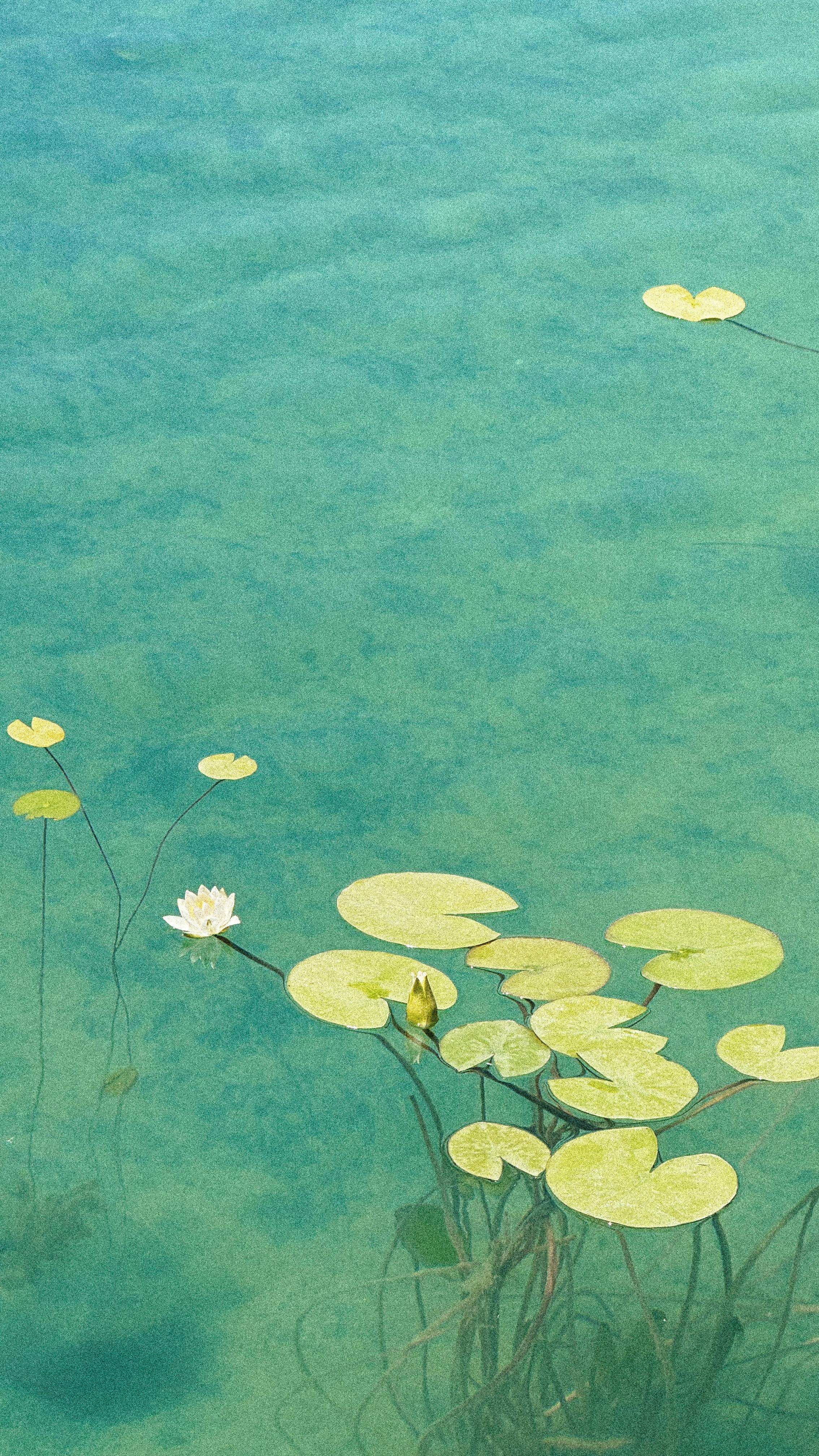 Wallpapers