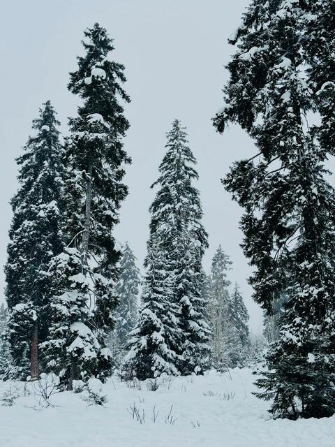 Snow Covered Pine Forest