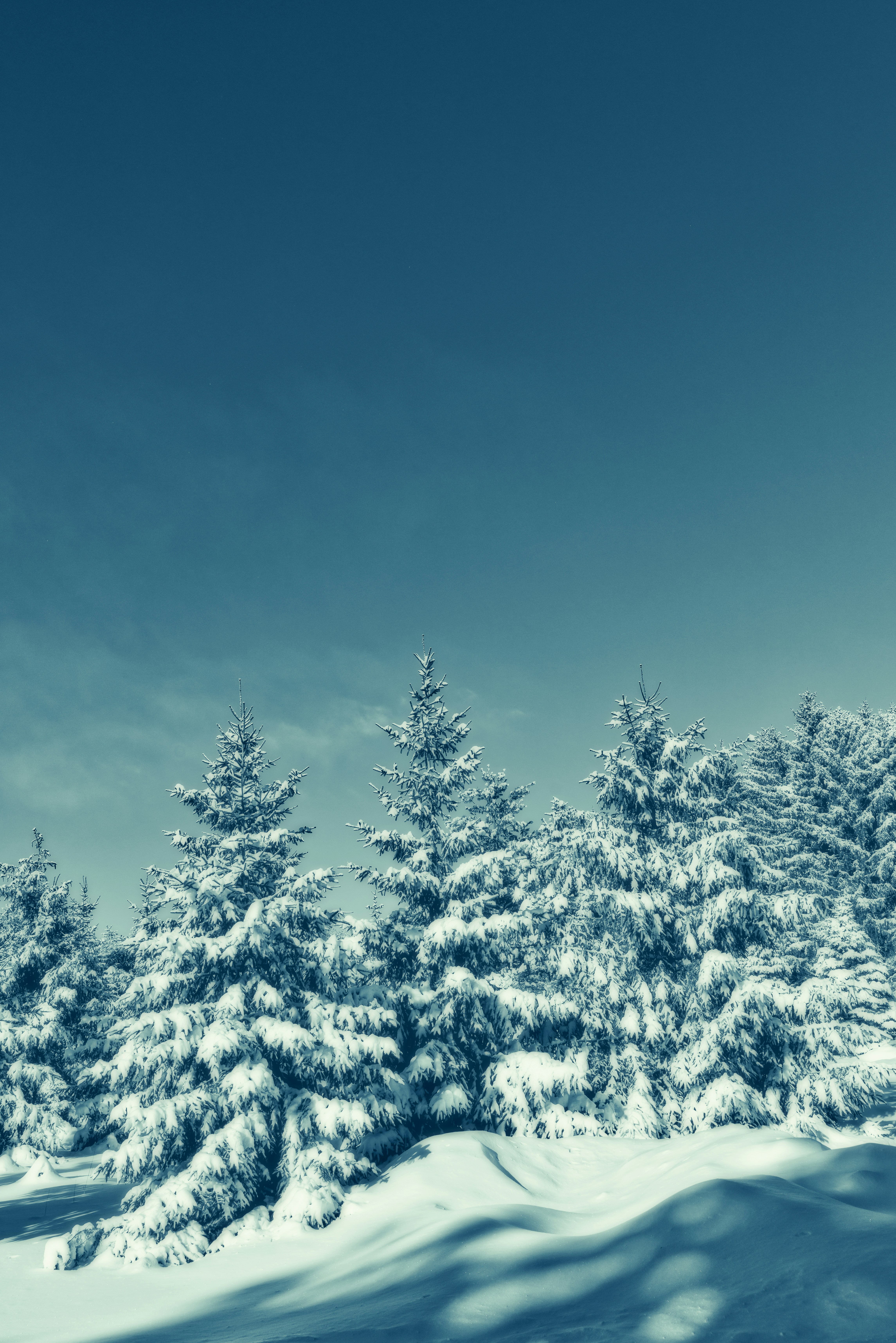 Snow-covered Winter Pine Forest