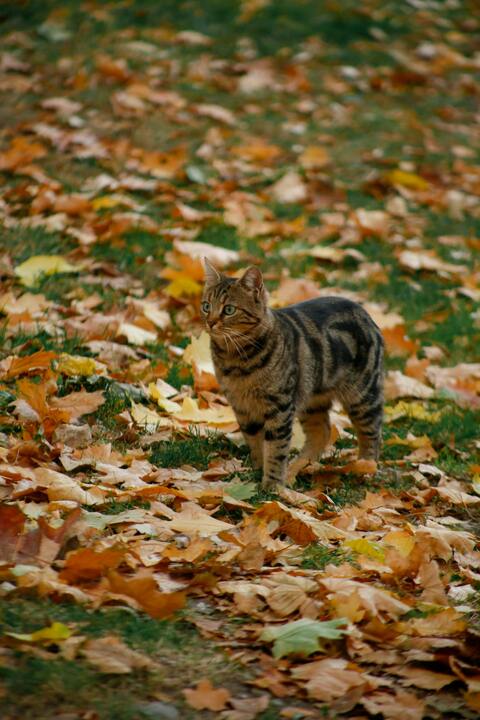 Tabby Cat on Autumn Fallen Leaves