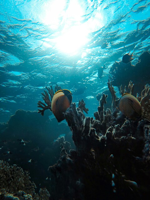 Underwater Coral Reef and Fish