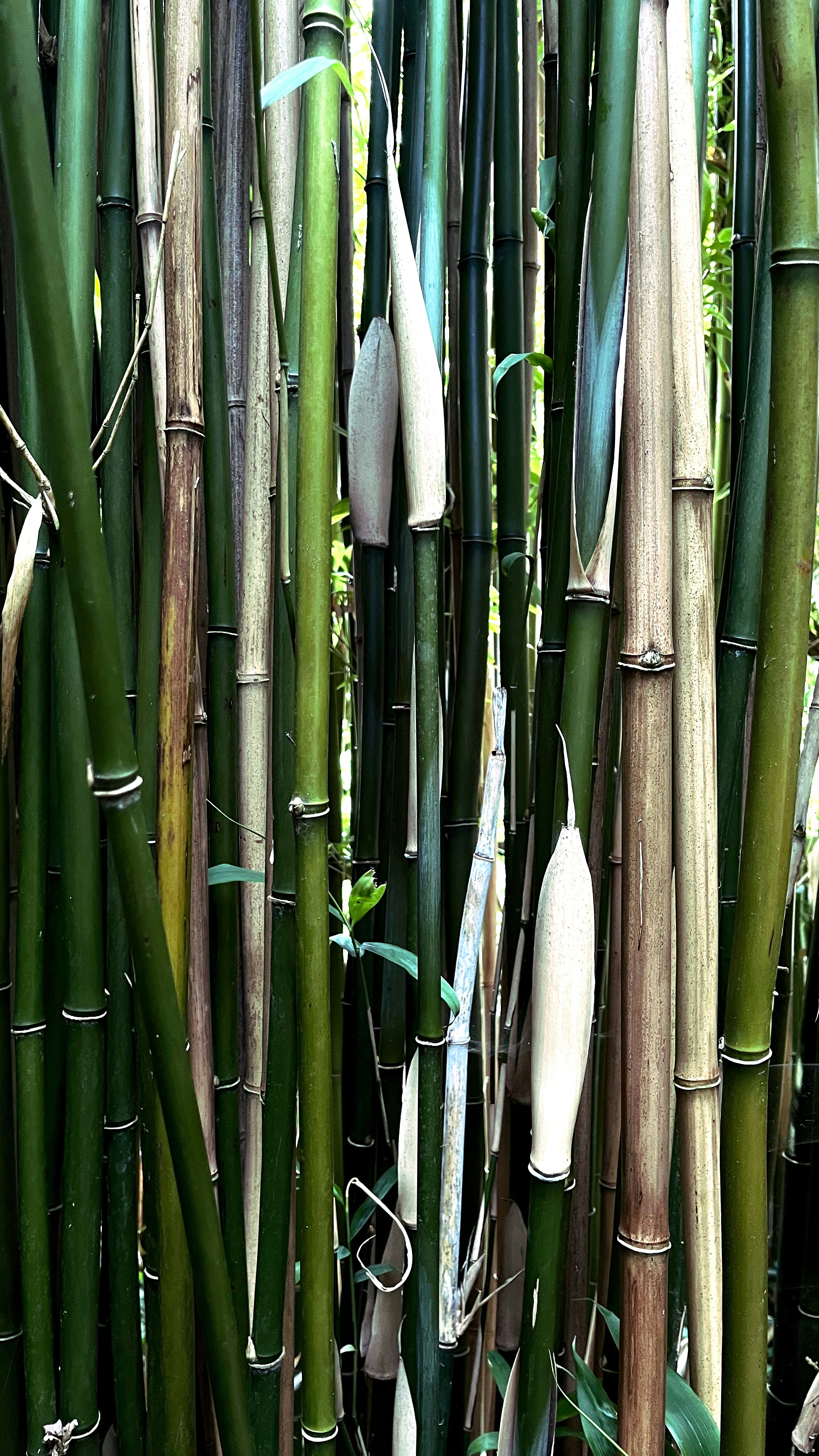 Close Up of Dense Bamboo Stalks