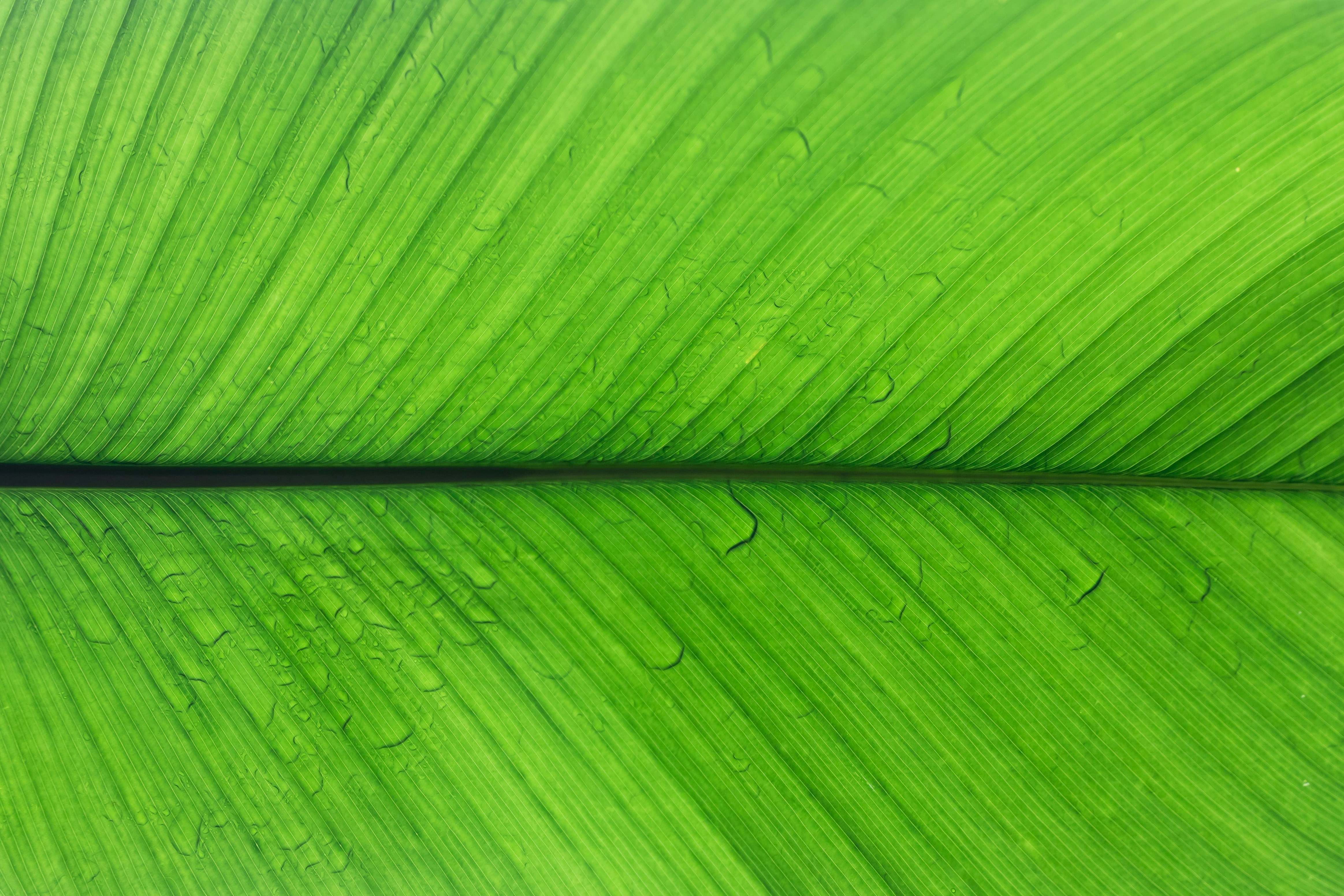Green banana leaf with water droplets