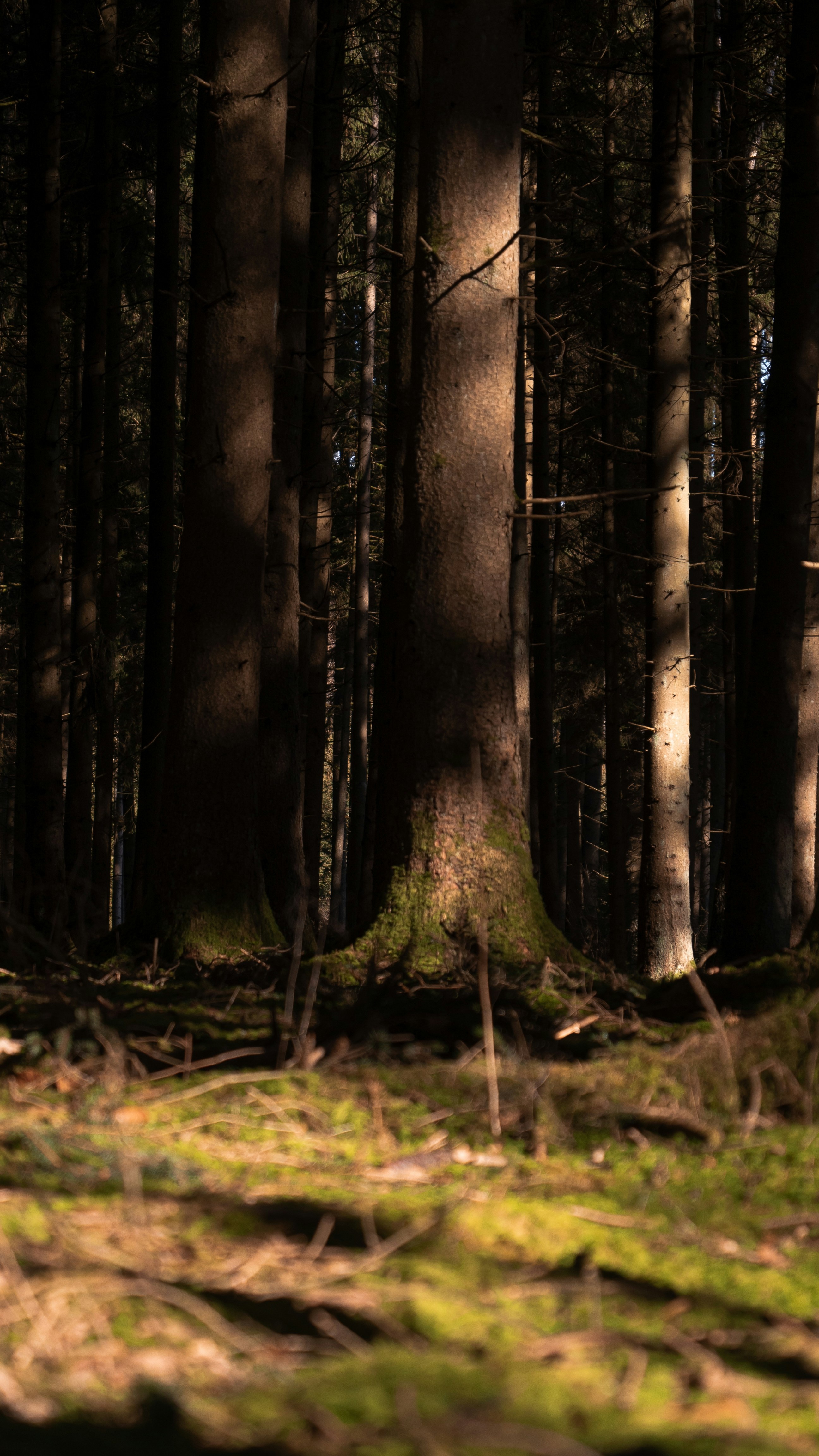 Sunlight in Dense Coniferous Forest