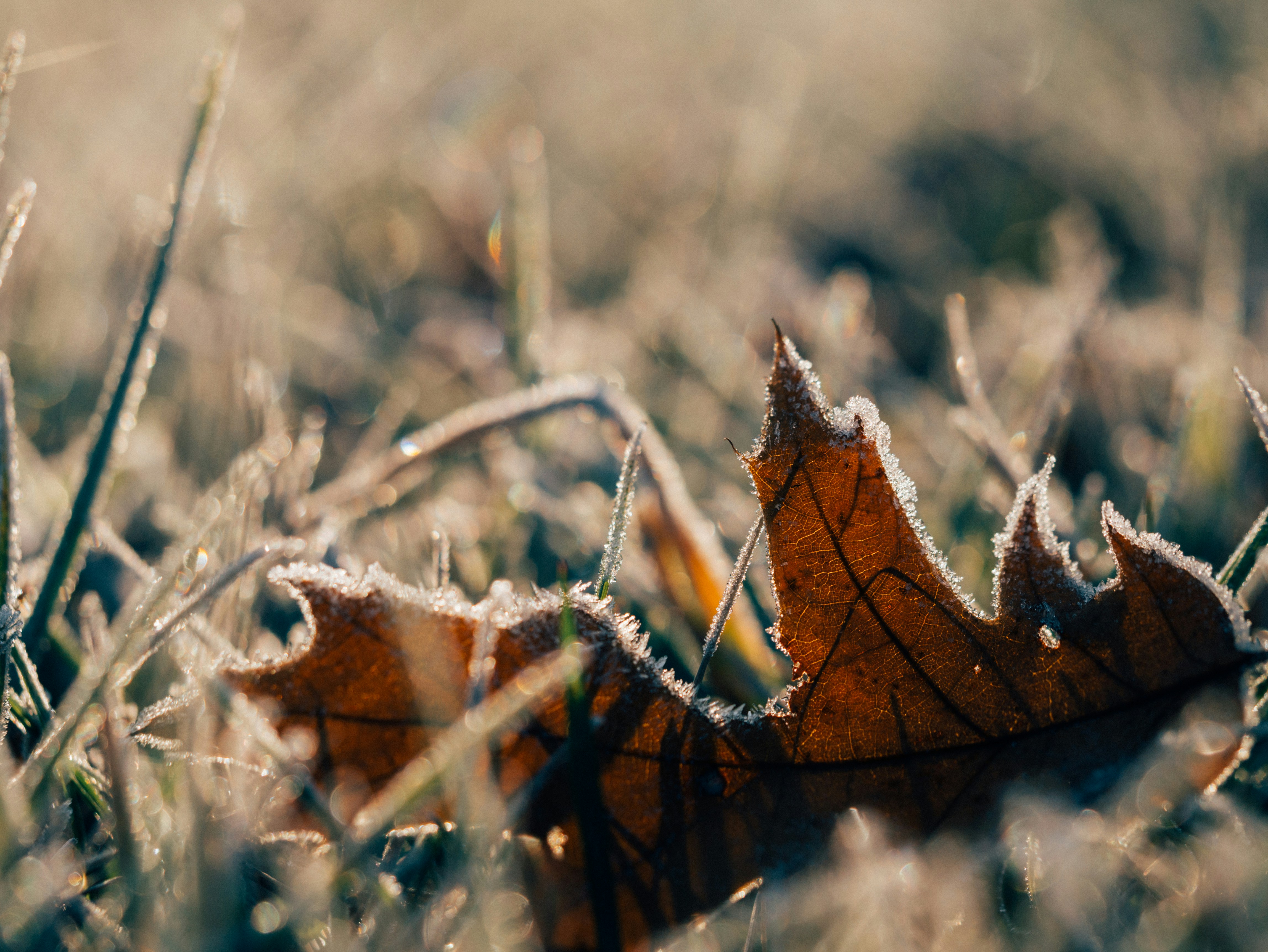 Frosted Fallen Leaf on Frosty Grass