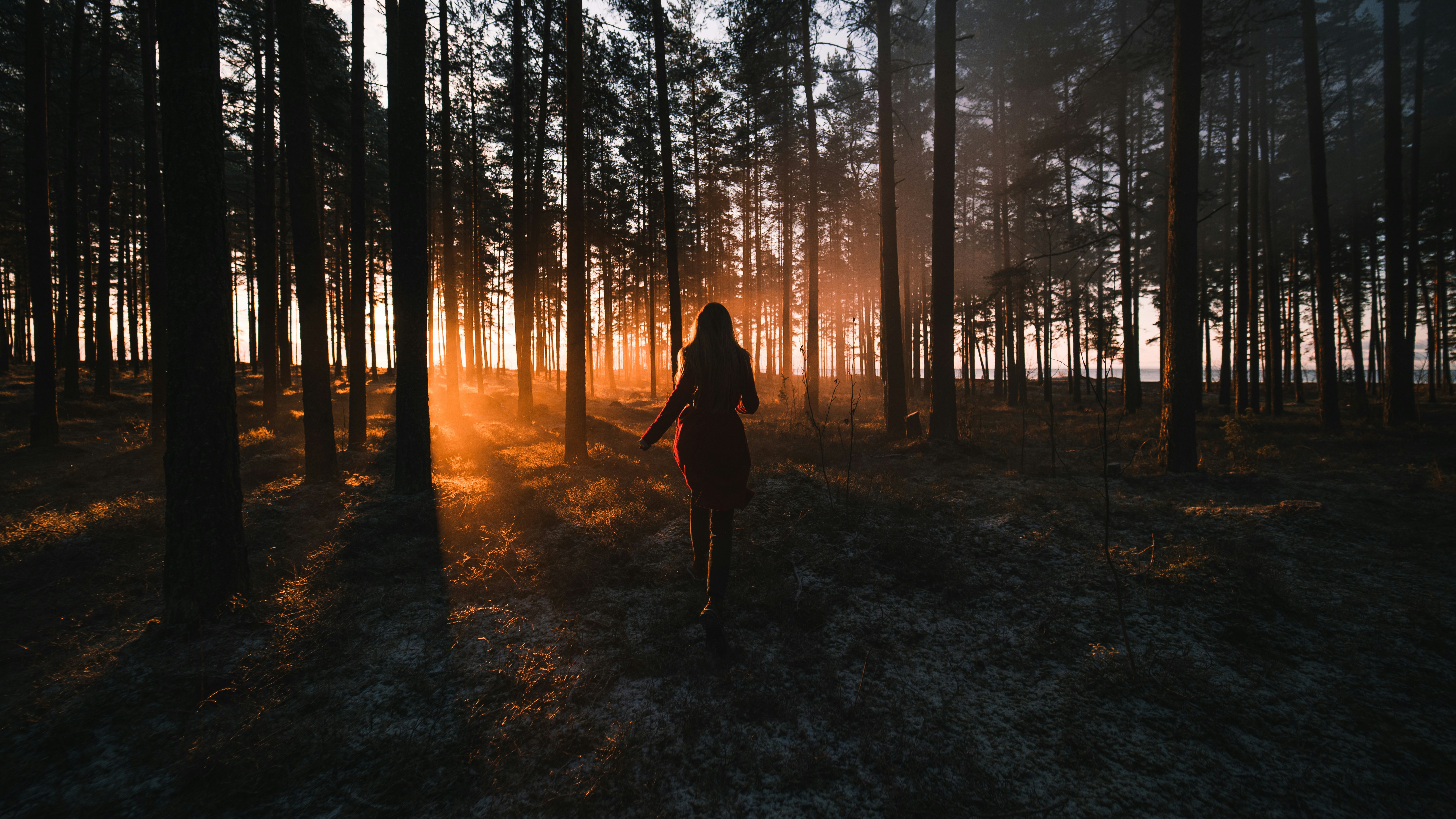 Woman Walking Through Pine Forest At Sunset