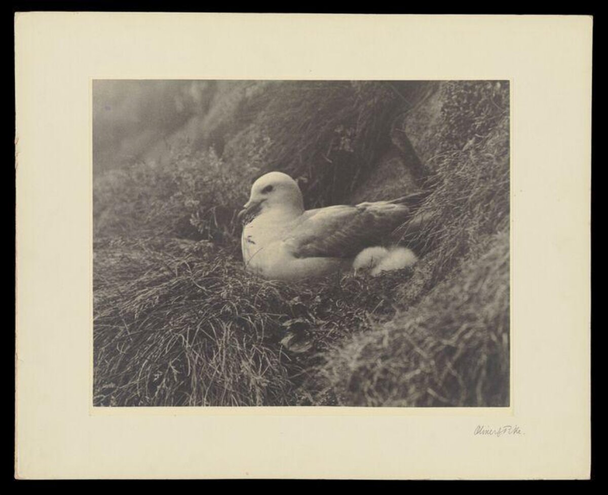 Seabird Nesting with Chick