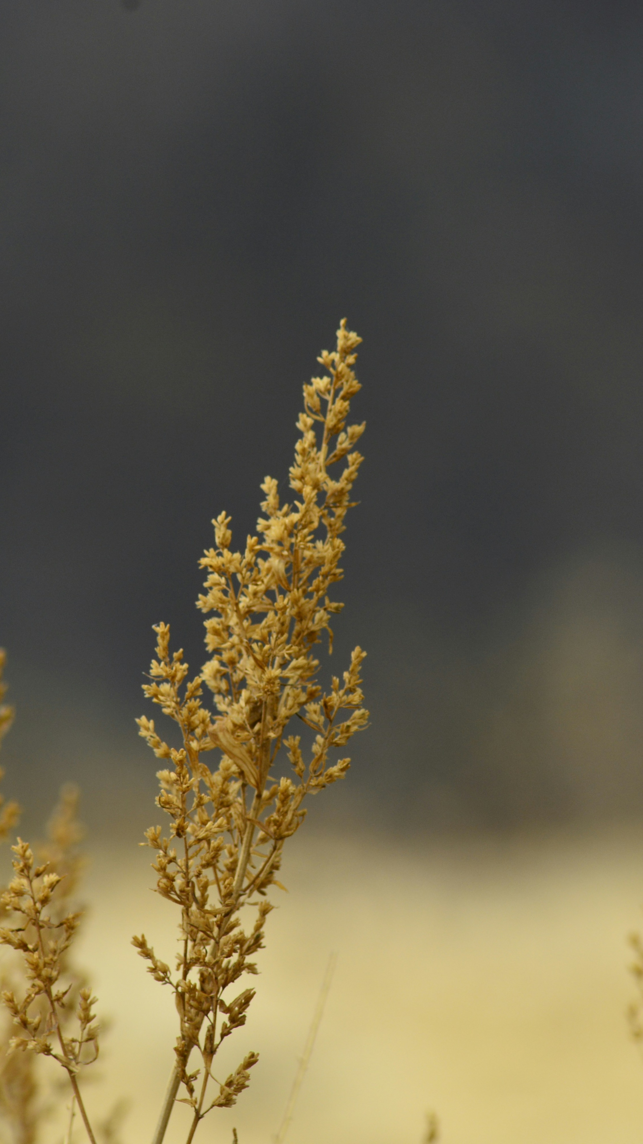 Dried Golden Grass Stalk