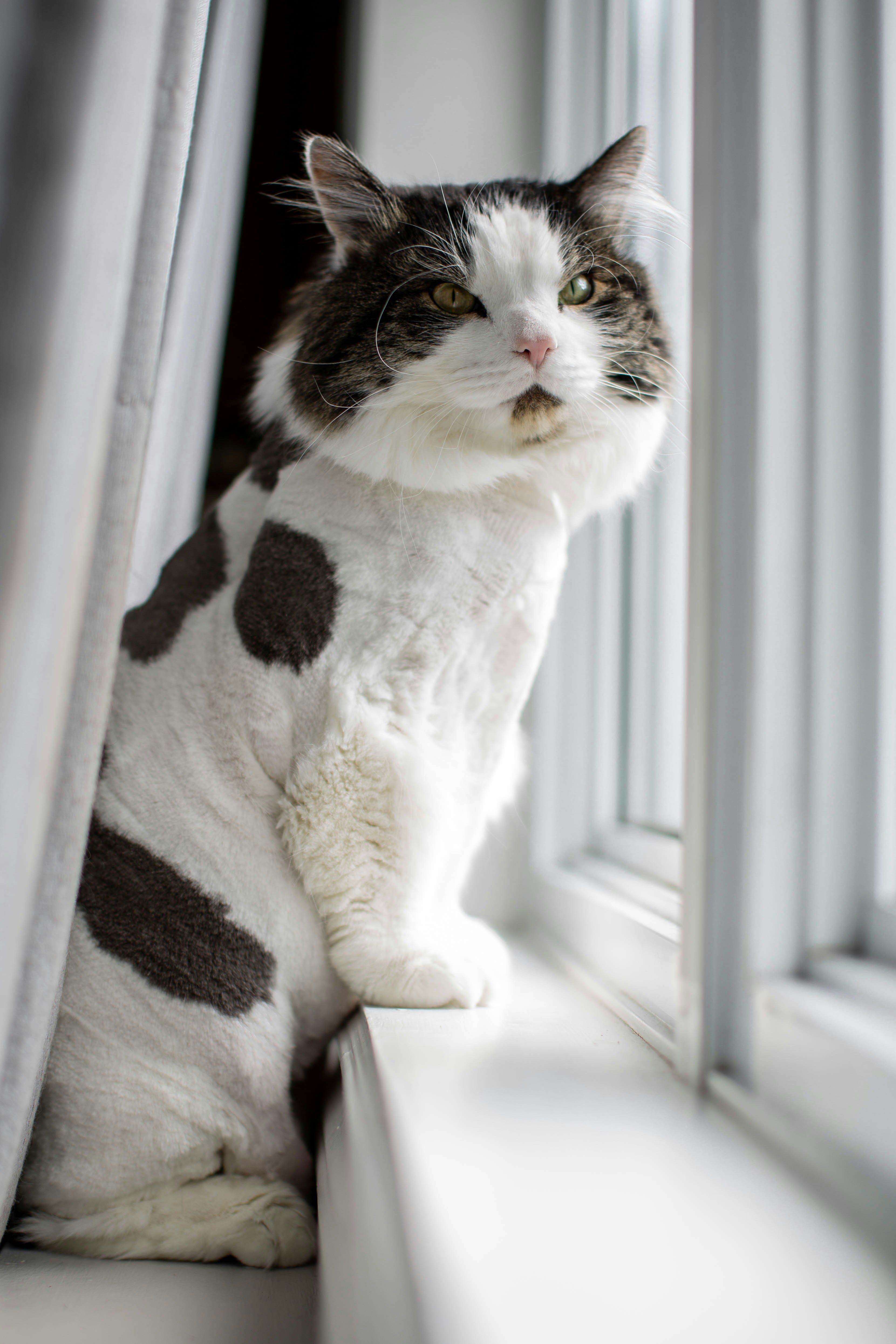 Bicolor Longhair Cat on Windowsill