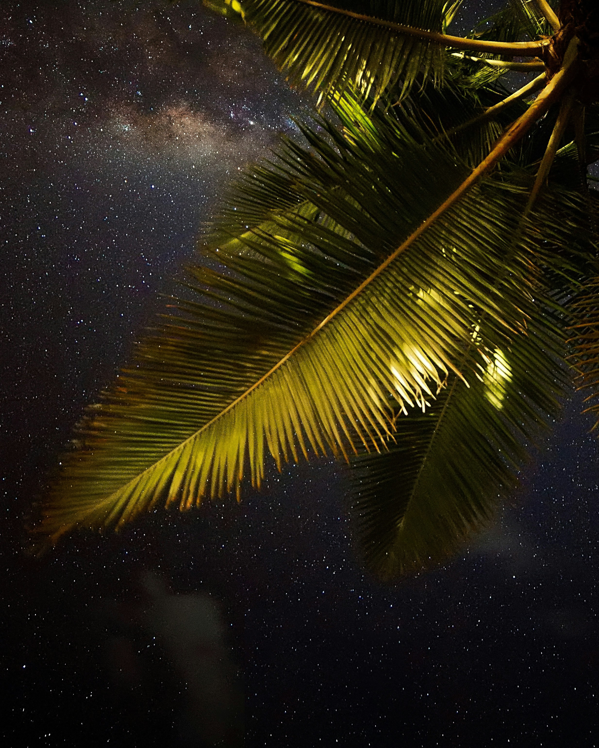Palm Leaves Under Starry Night Sky