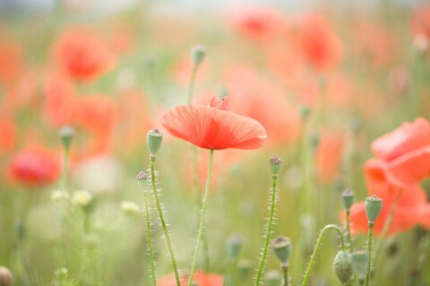 Blooming Red Poppy Field