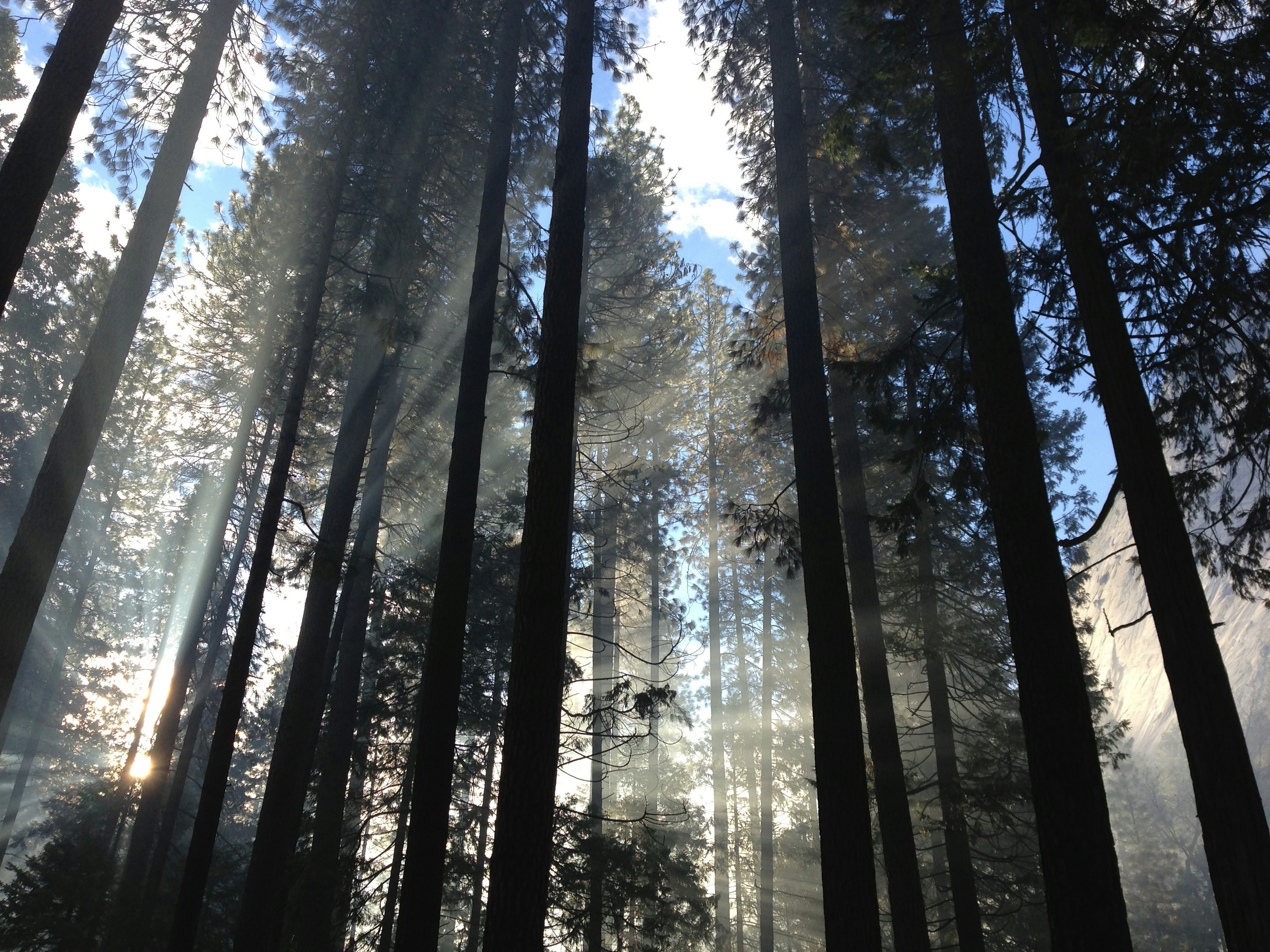 Sunbeams Through Tall Pine Forest