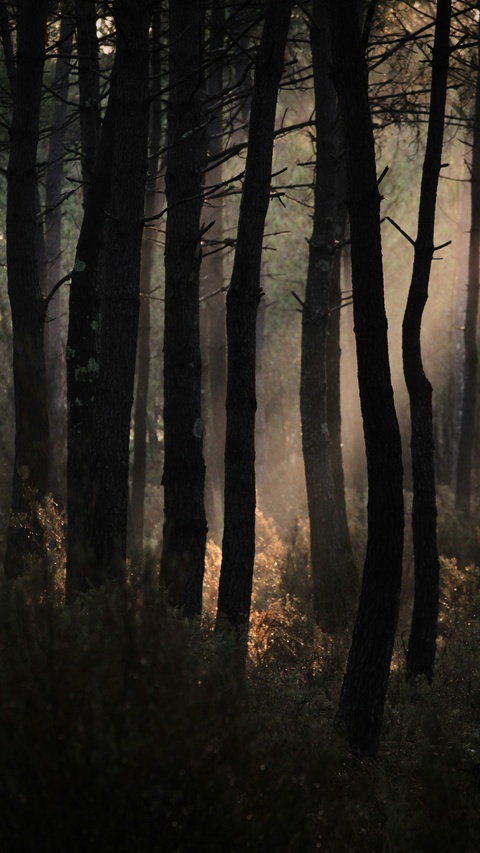 Sunbeams Through Pine Forest