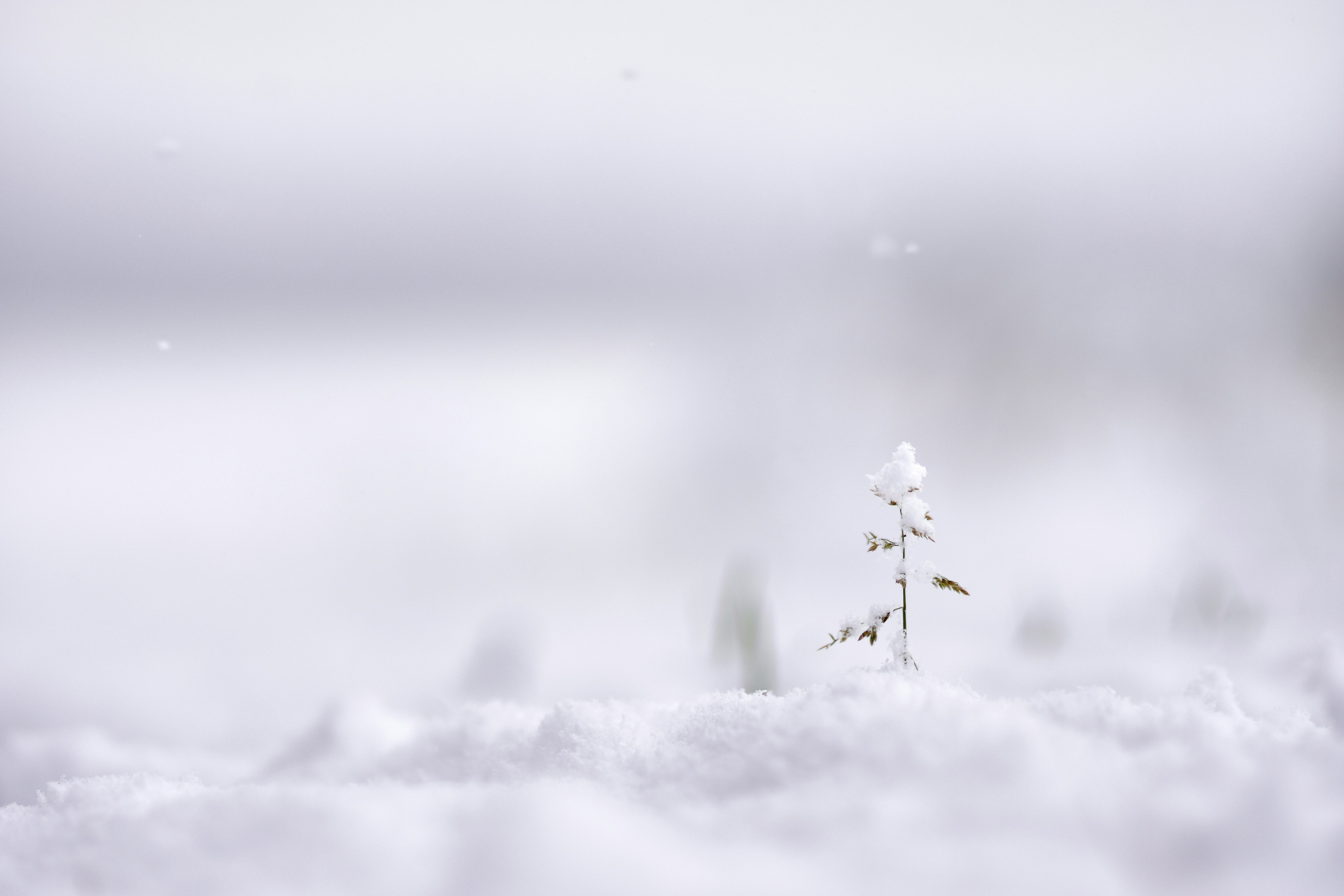 Small Grass Emerging from Snow