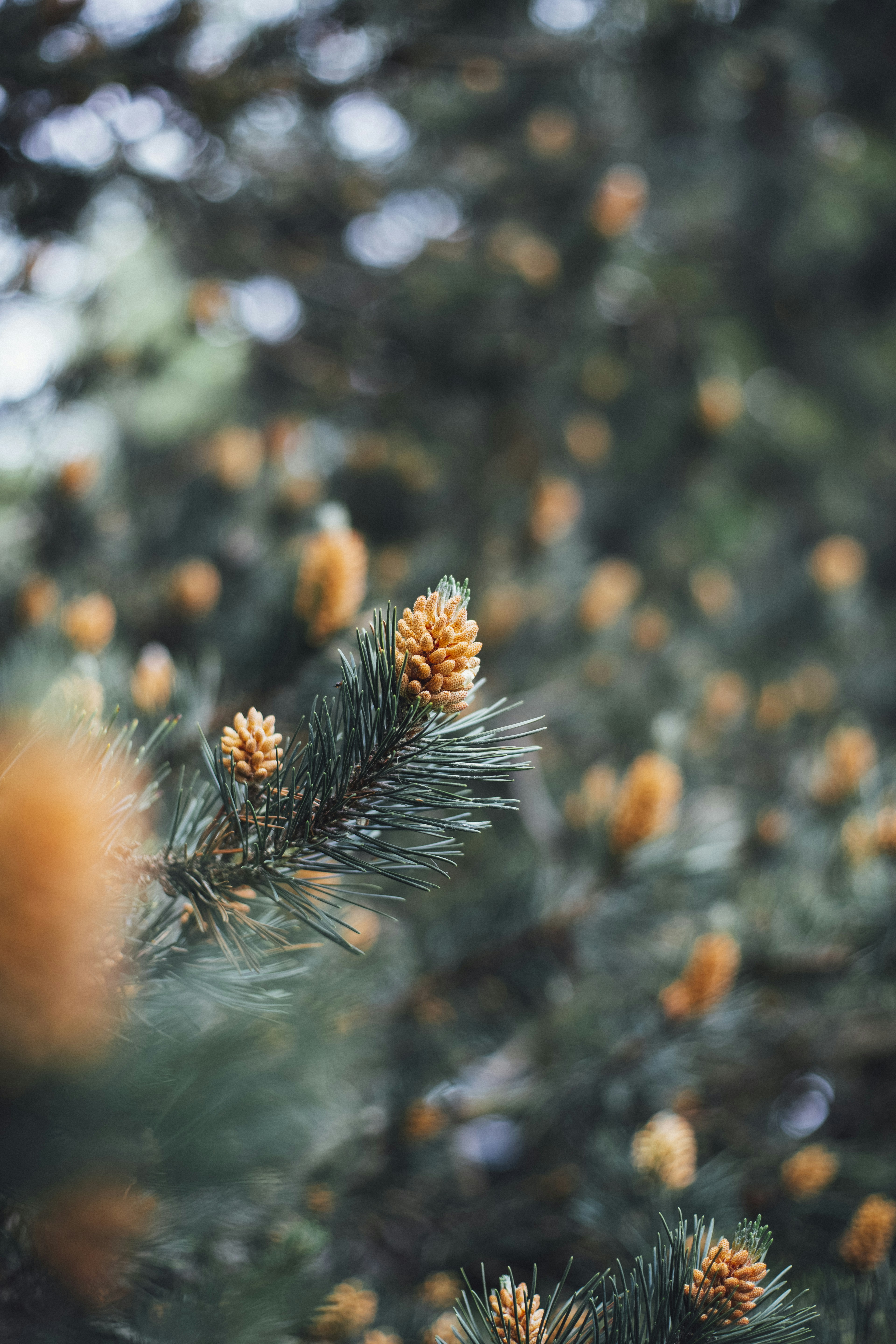 Pine Branch with Young Cones