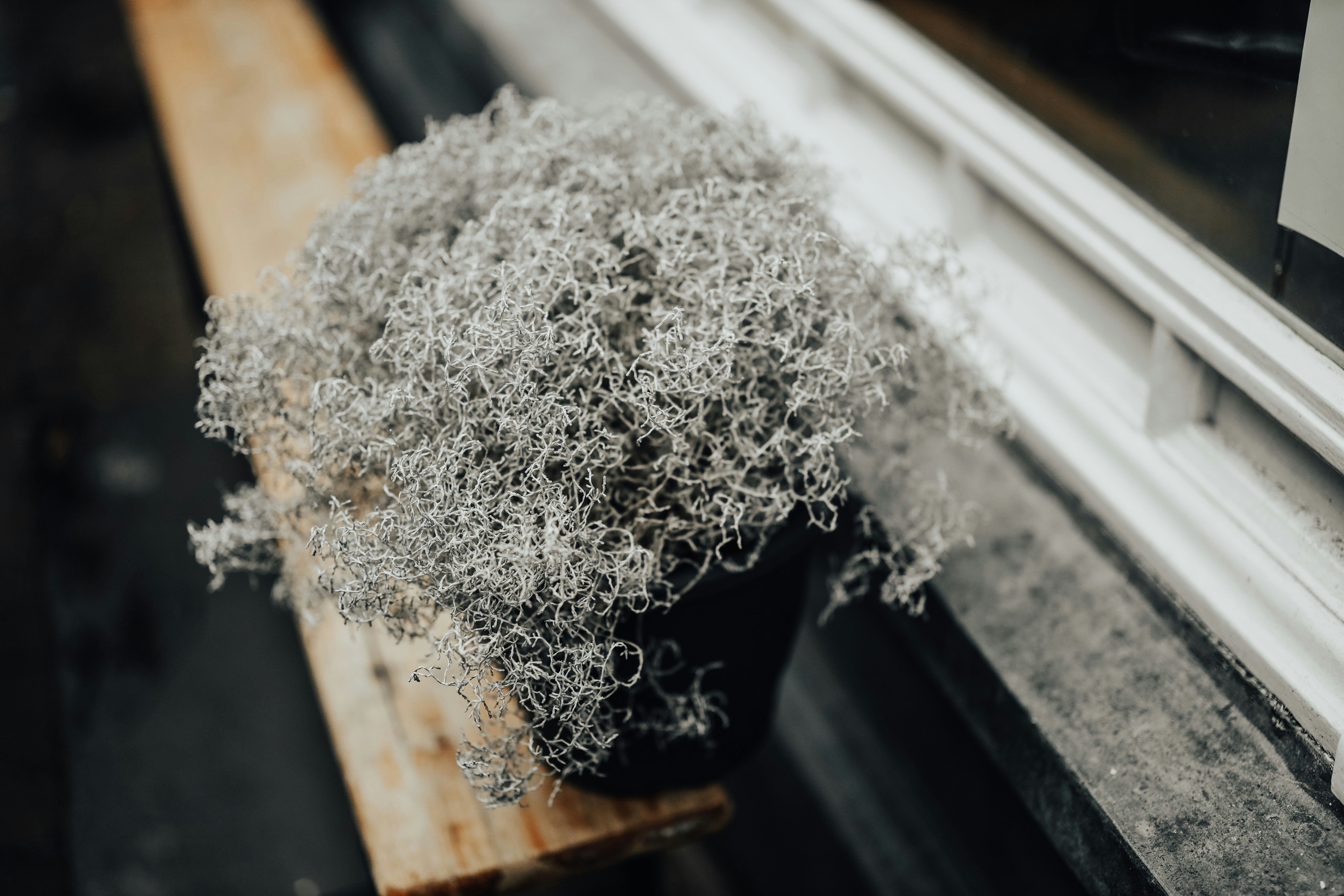 Potted Silver Moss by Window