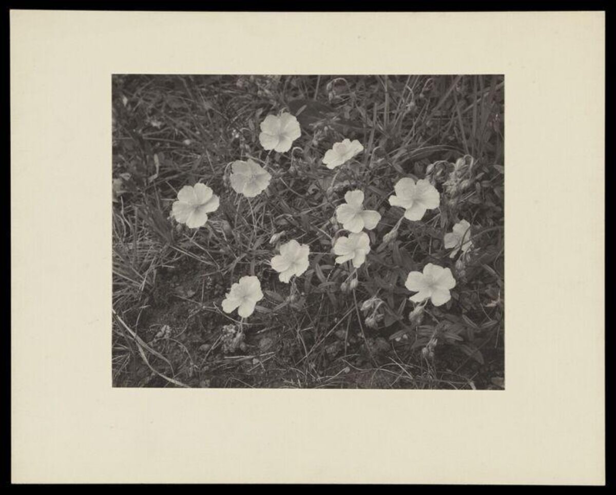 Black and White Wild Flowers