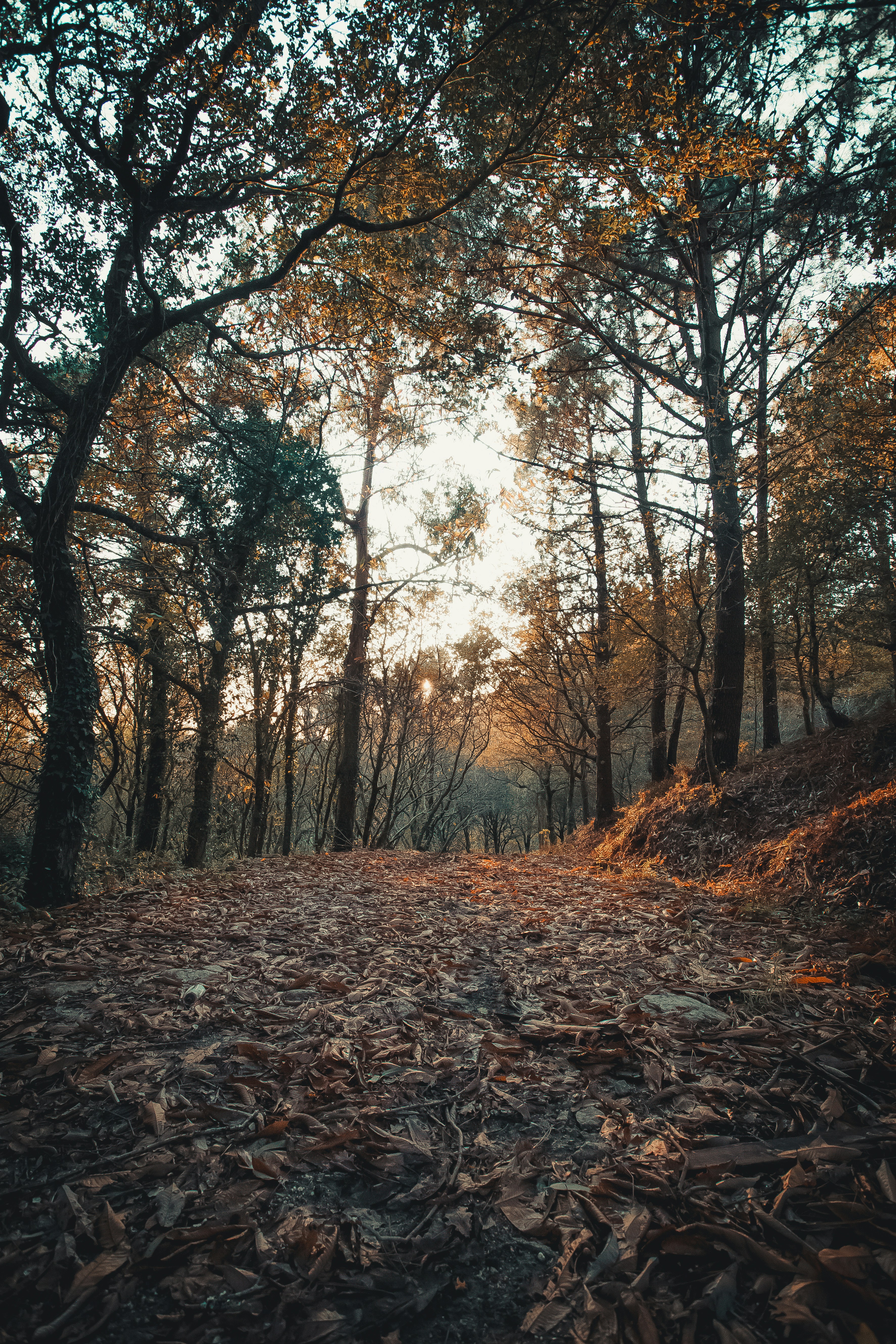 Fallen Leaf Path in Autumn Woods