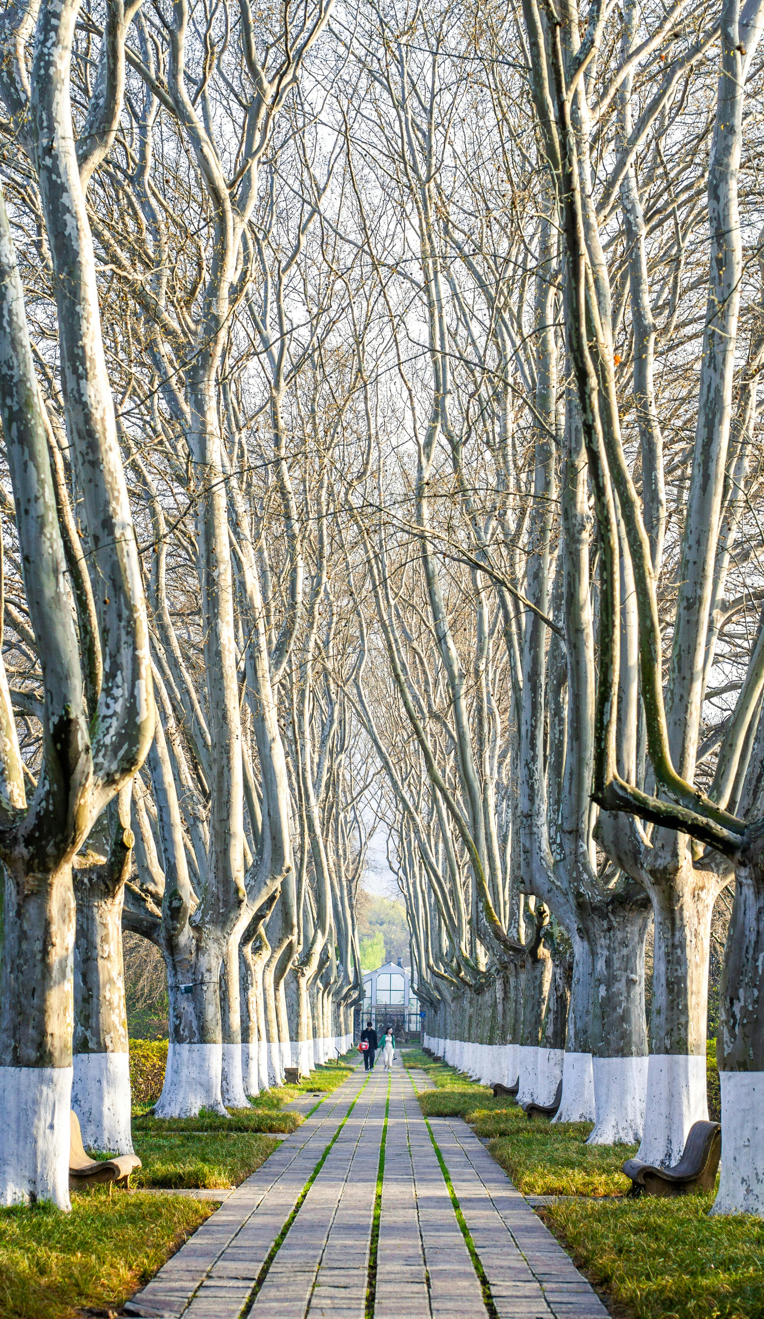 Symmetrical Tree-Lined Park Pathway