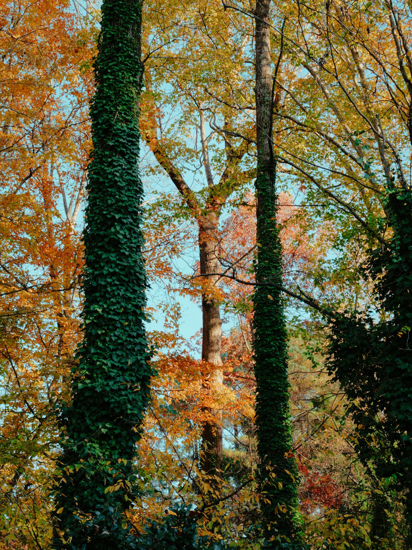 Ivy-Covered Trees in Autumn Forest