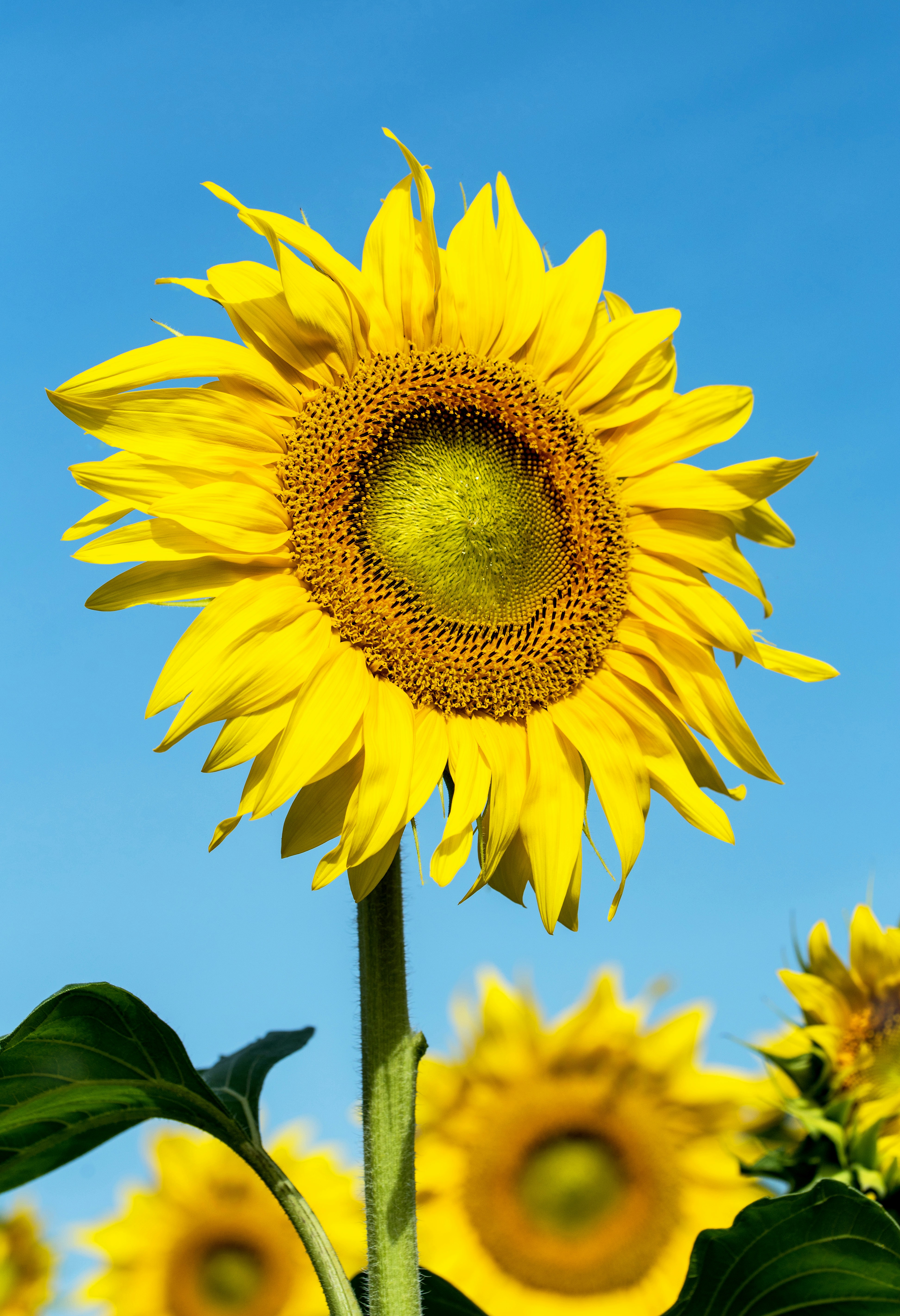 Sunflower Under Clear Blue Sky