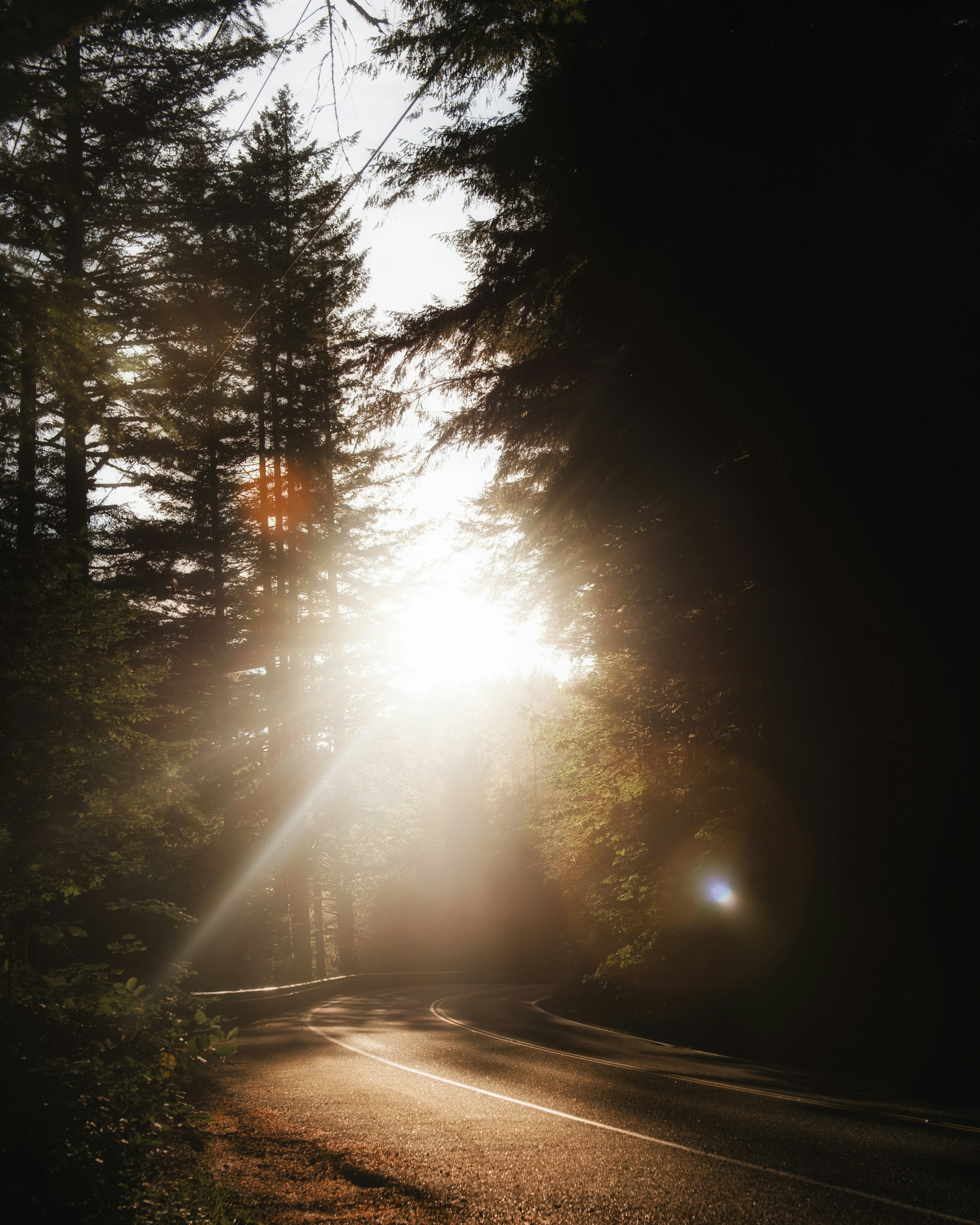 Sunlit Forest Winding Road