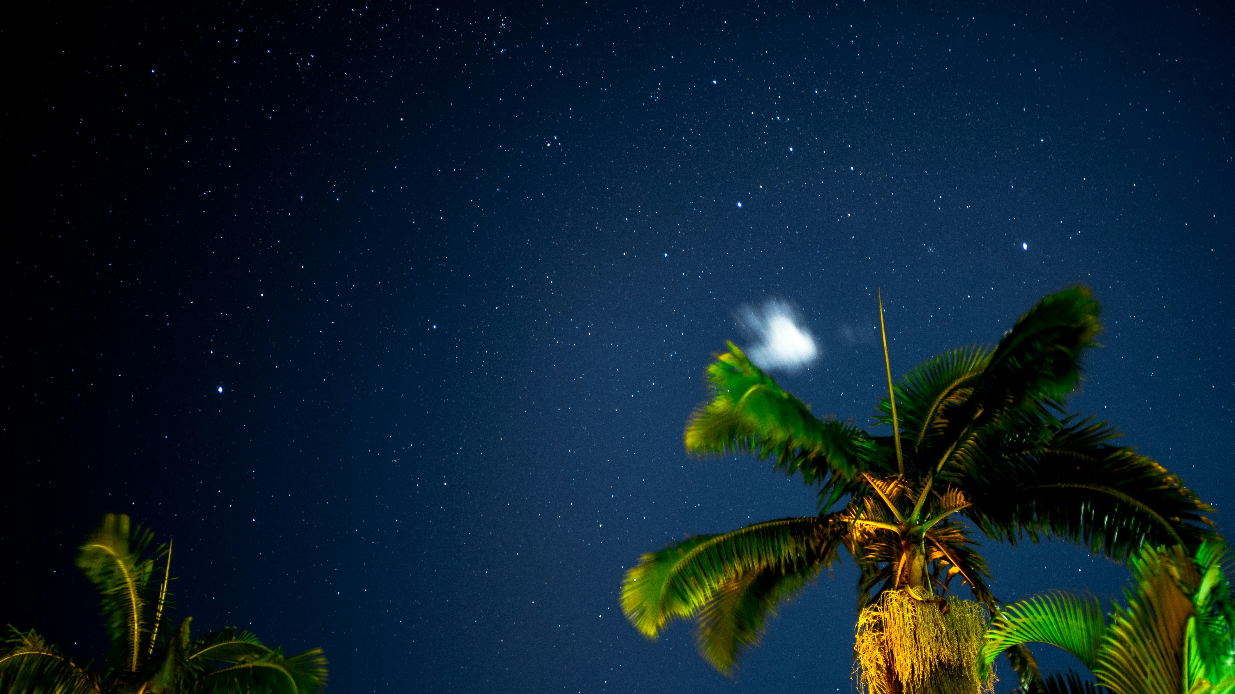 Starry Night Sky Over Palm Trees