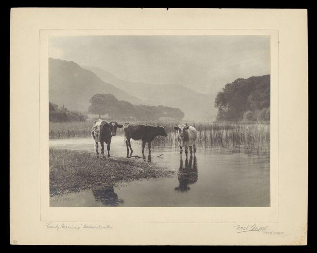 Early Morning Cows in Borrowdale